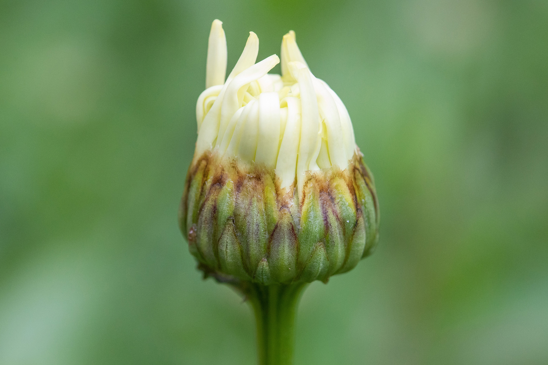 Ox-Eye Daisy