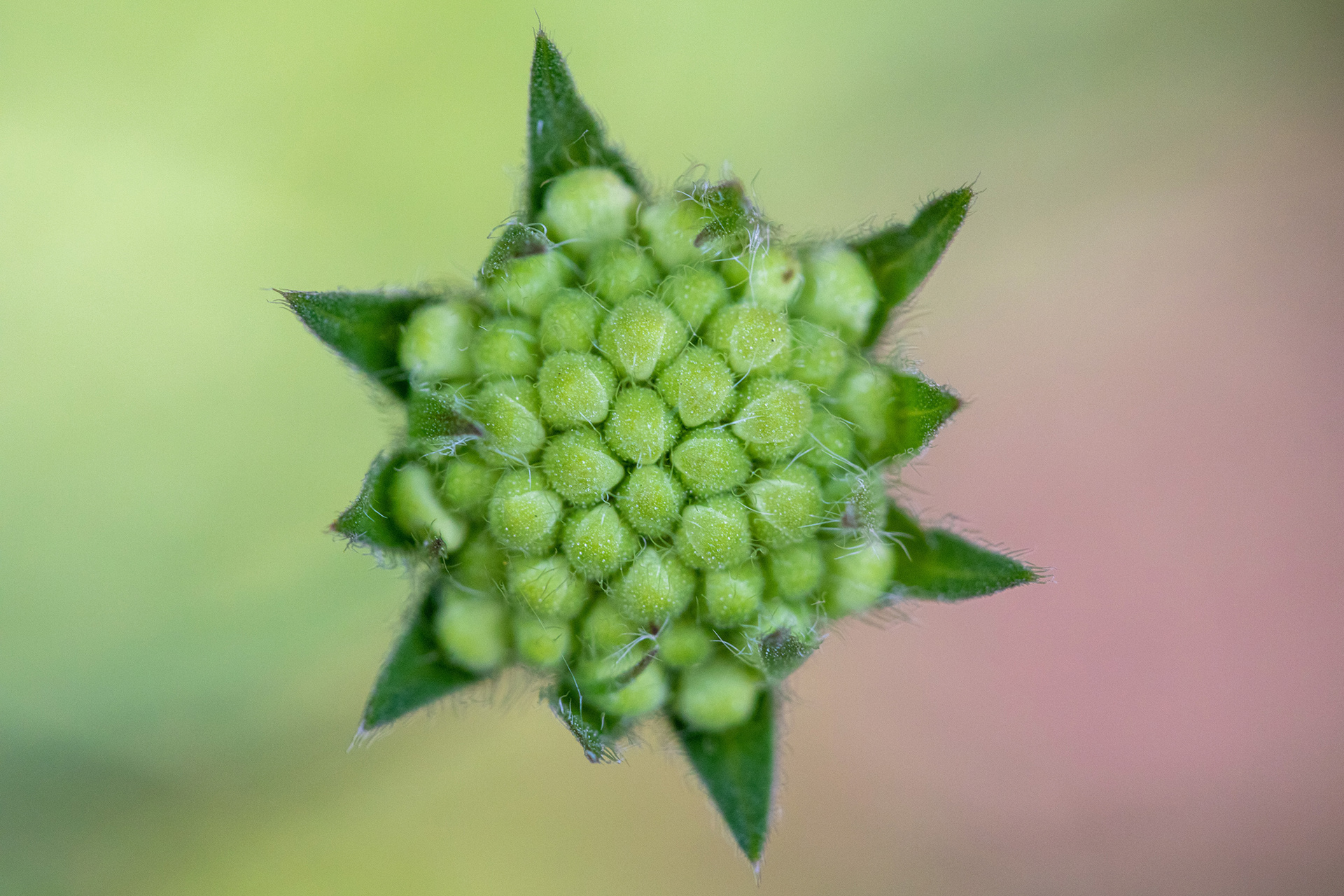 Field Scabious