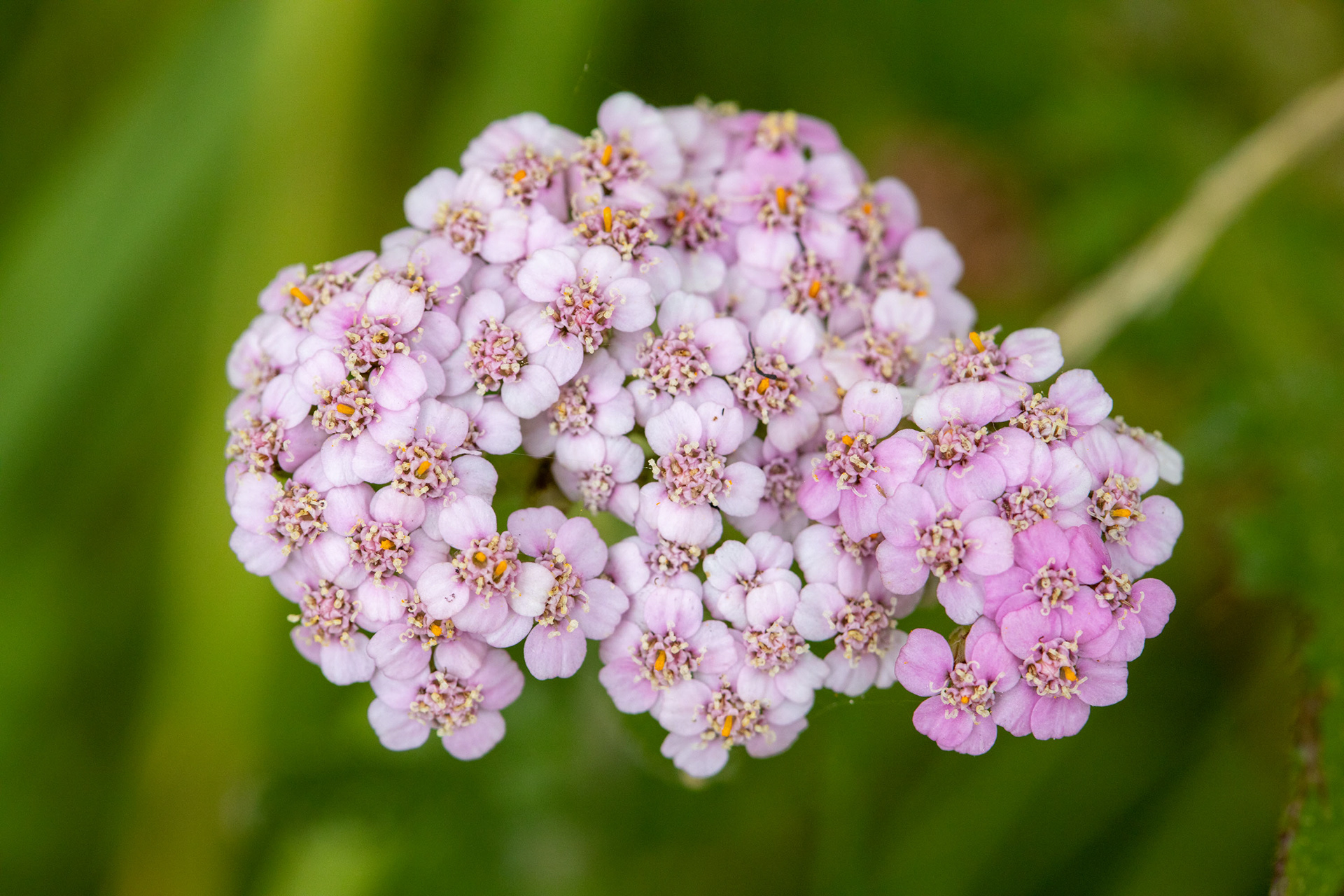 Yarrow