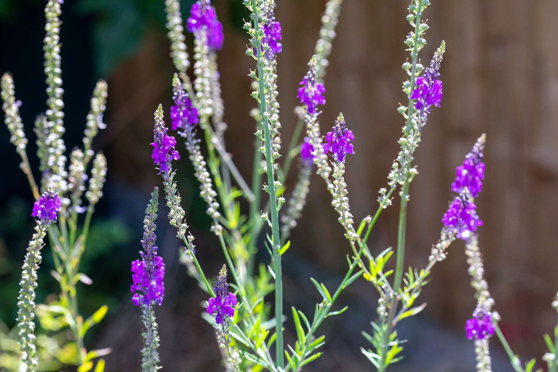 Purple Toadflax