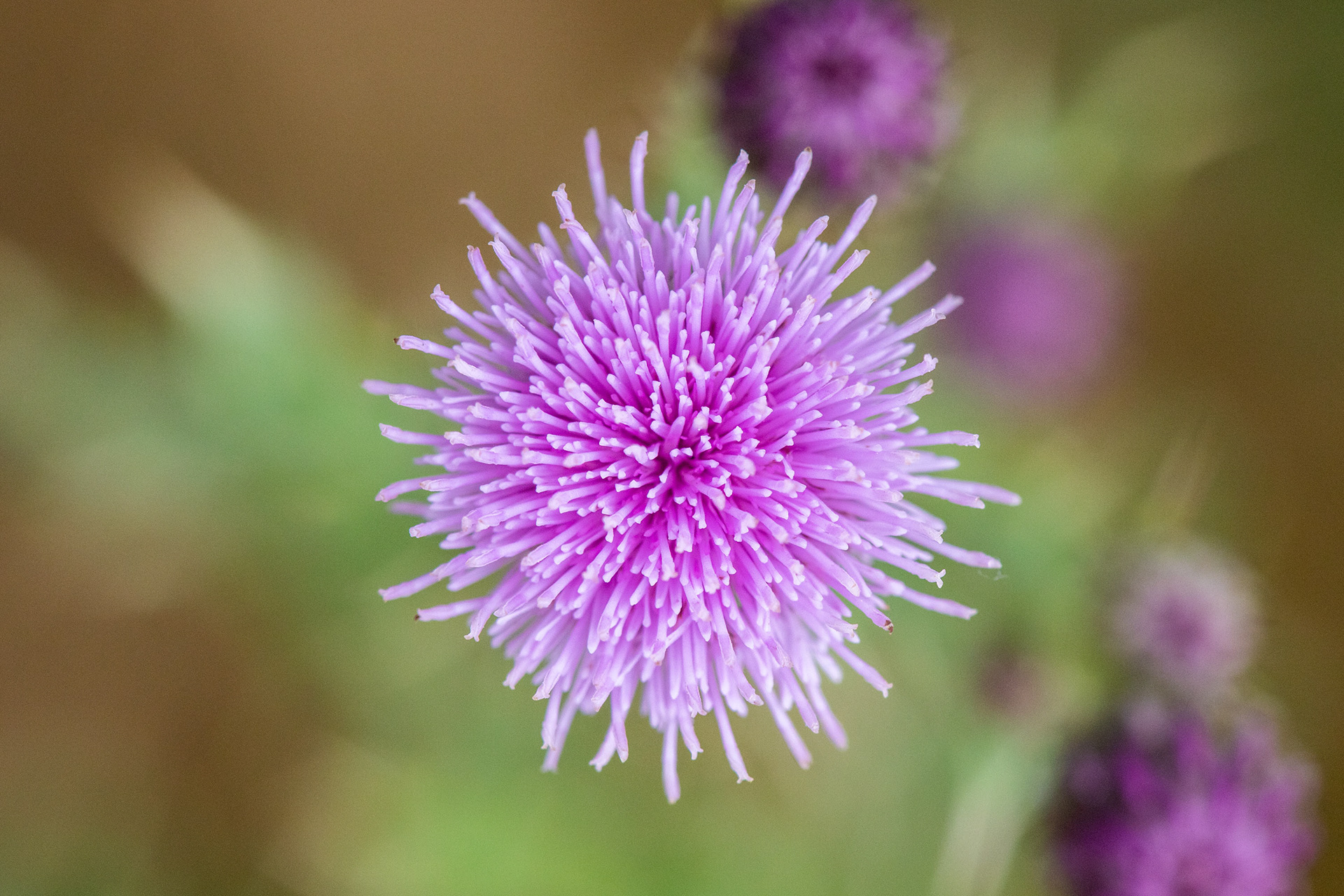 Creeping thistle
