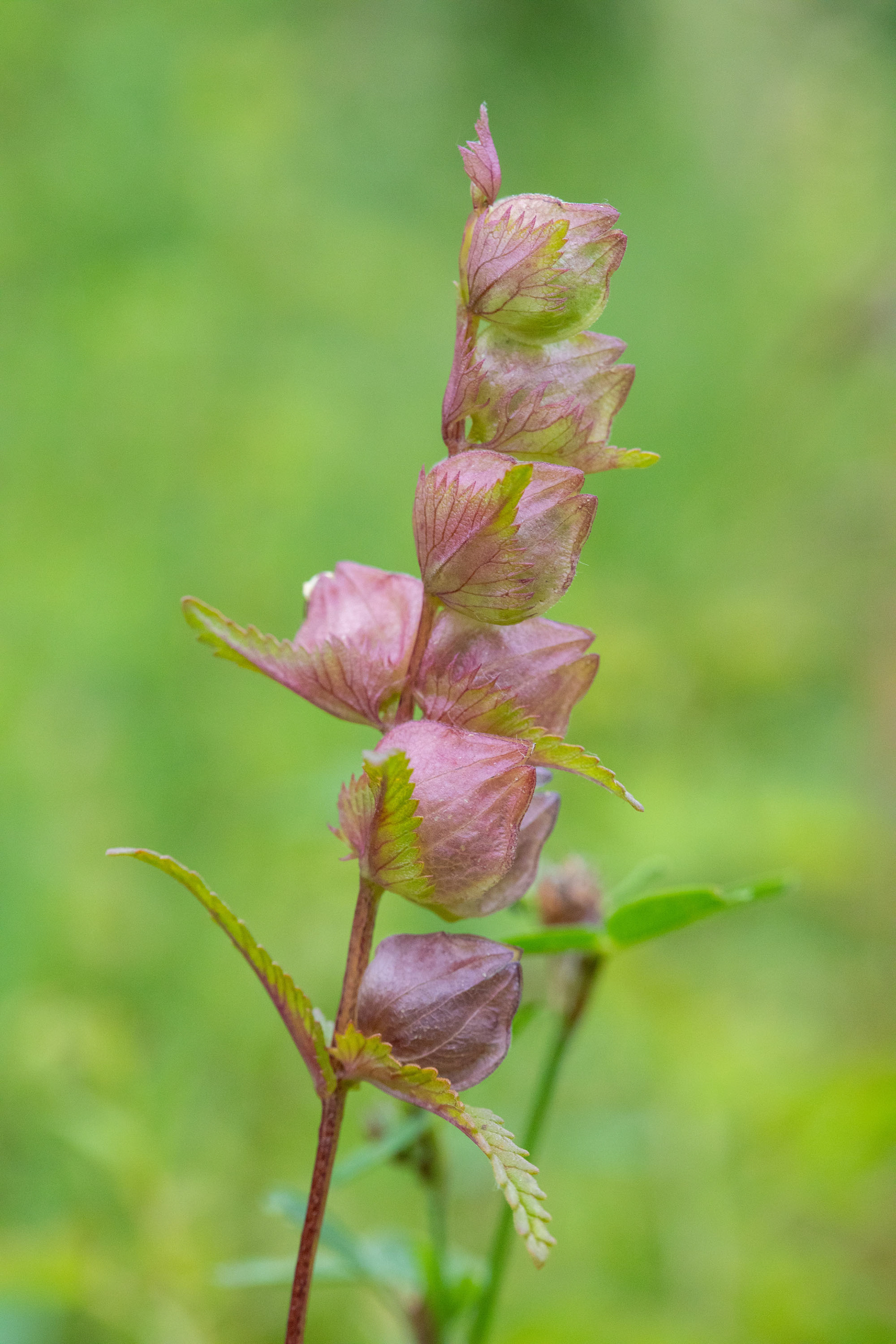 Yellow rattle