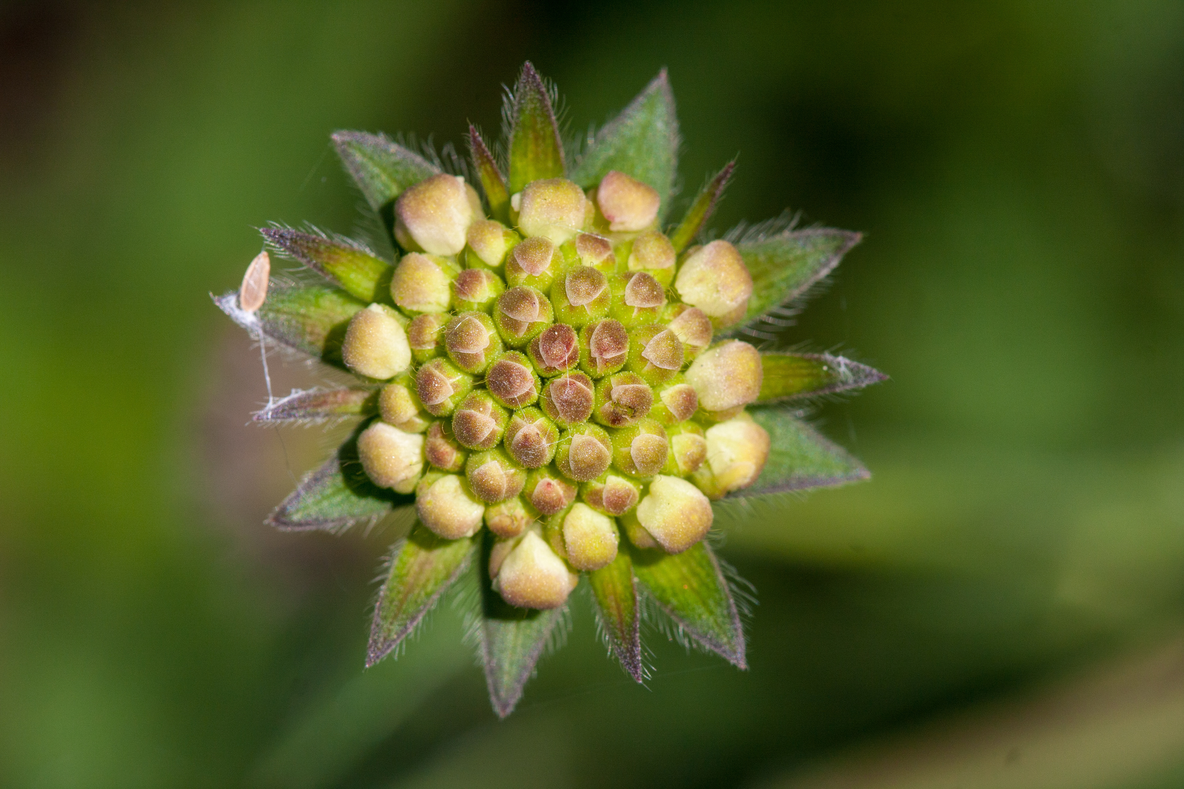 Field Scabious