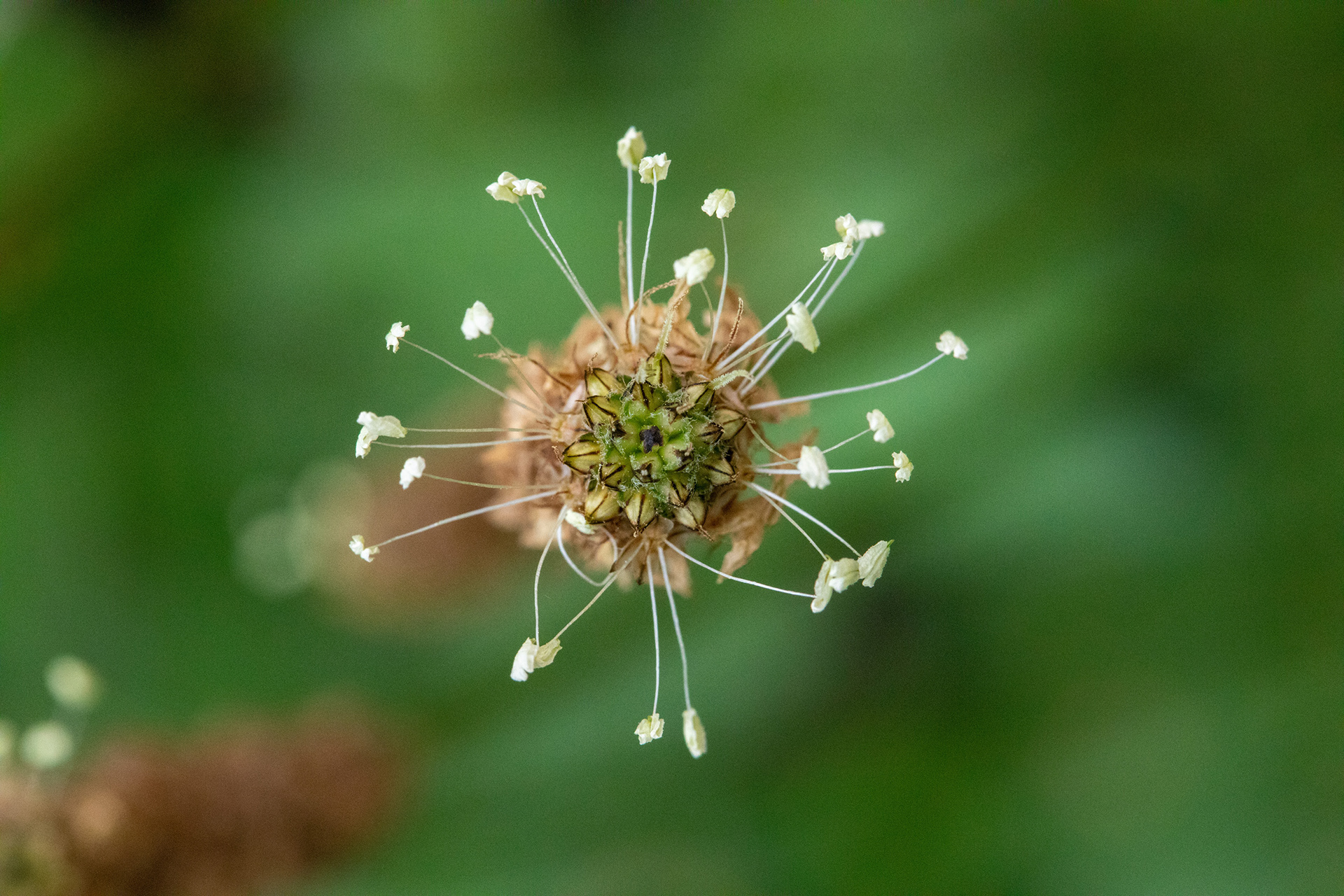Ribwort Plantain
