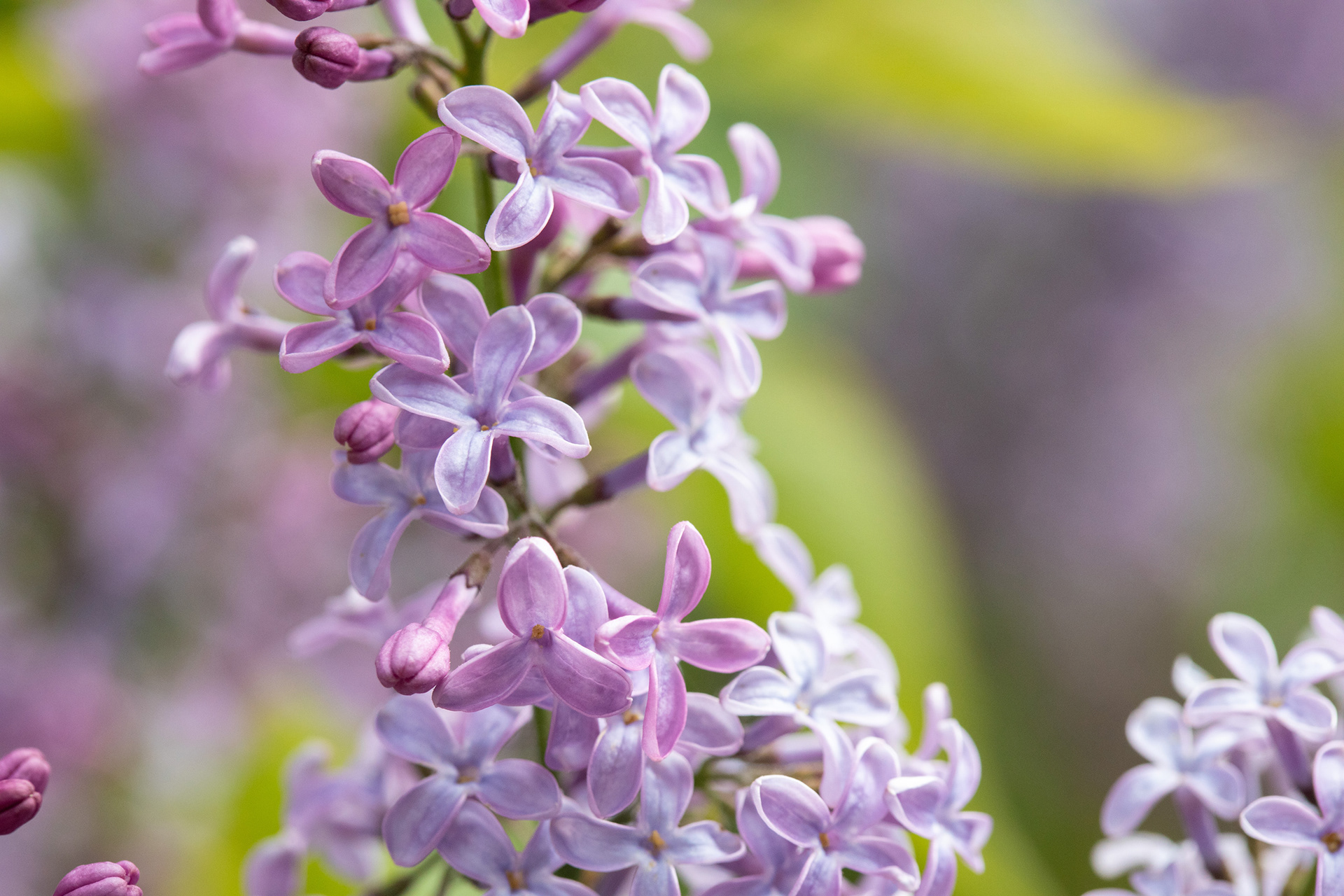 Lilac