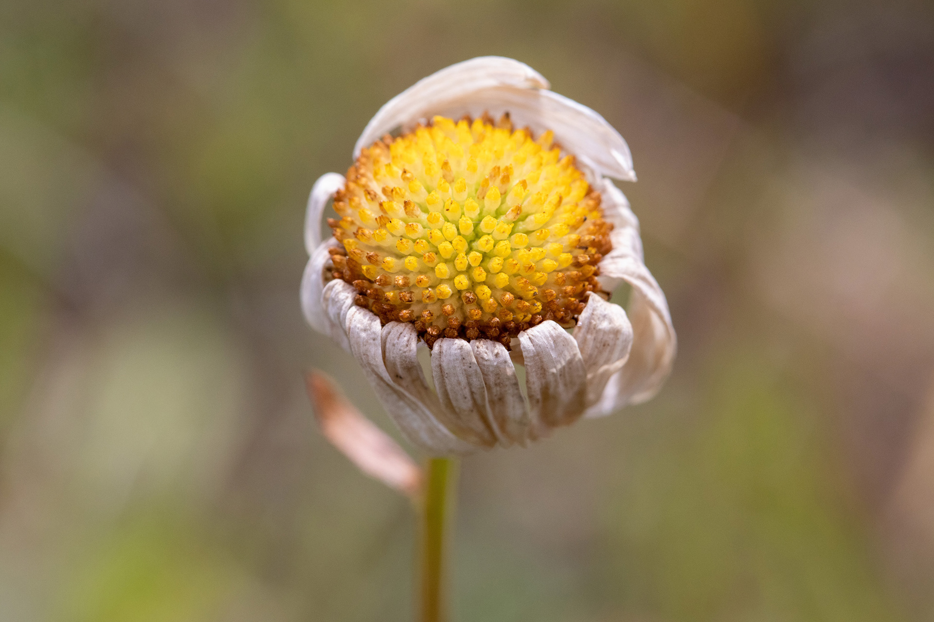 Ox-Eye Daisy