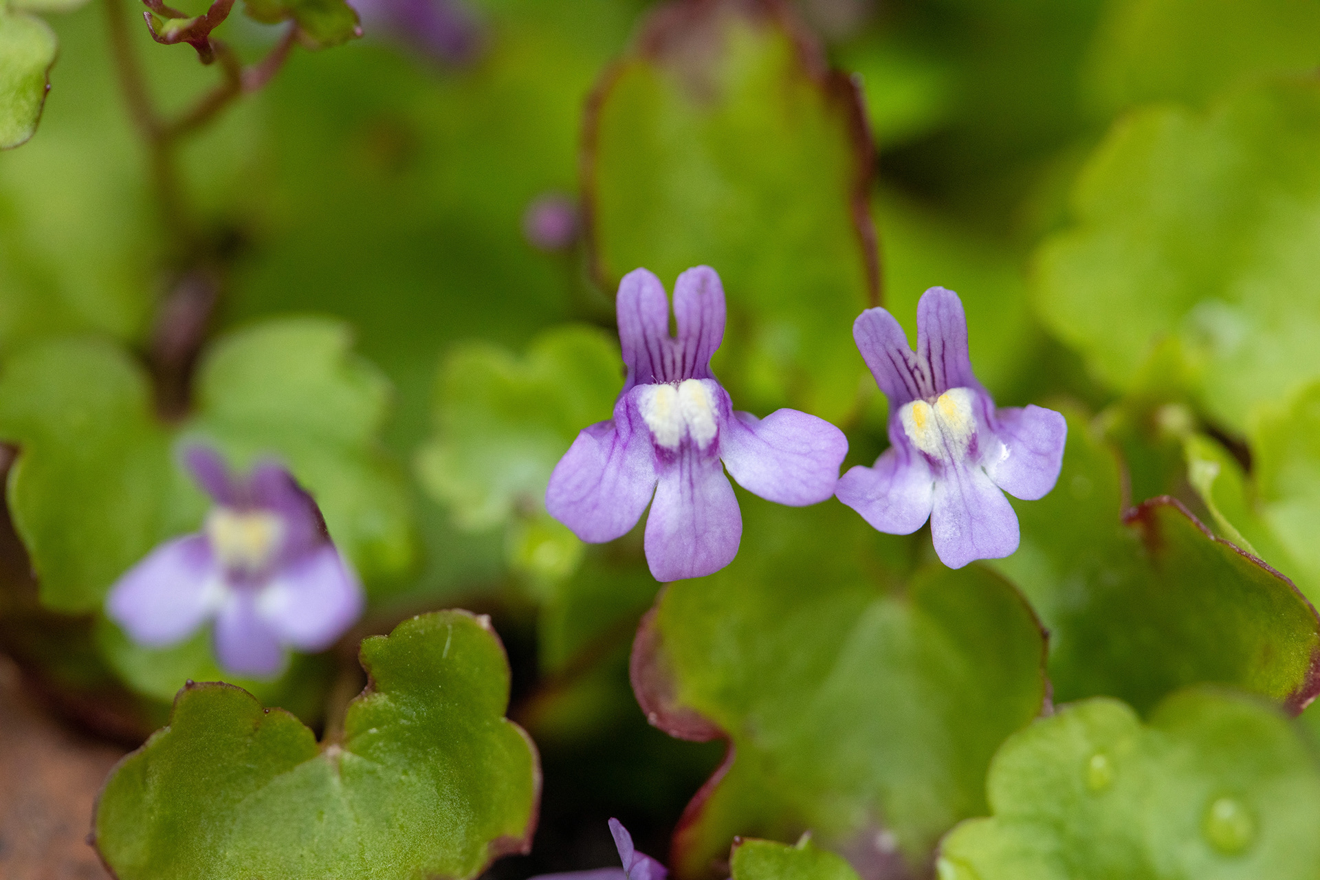 Ivy leaved toadflax