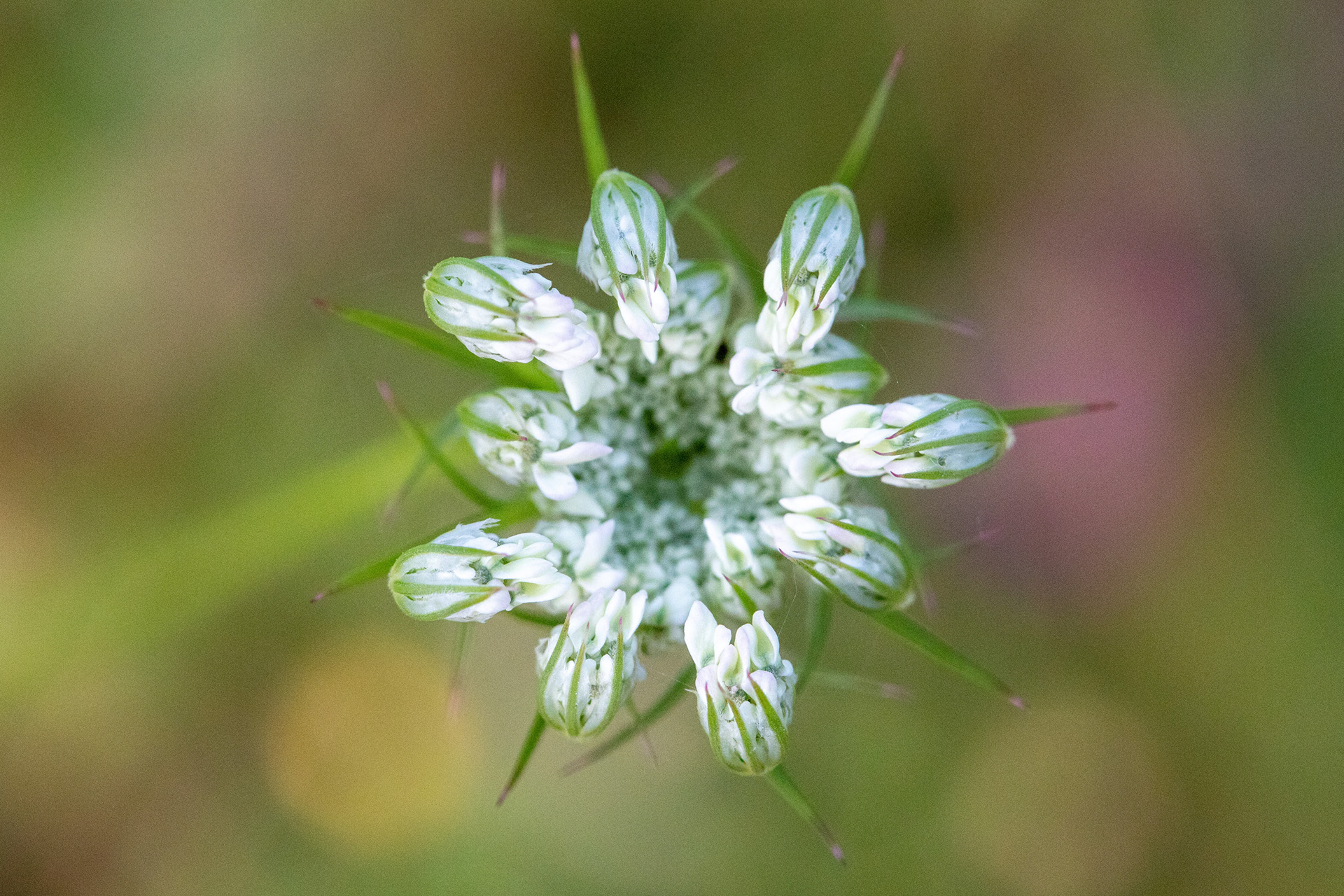 Wild Carrot