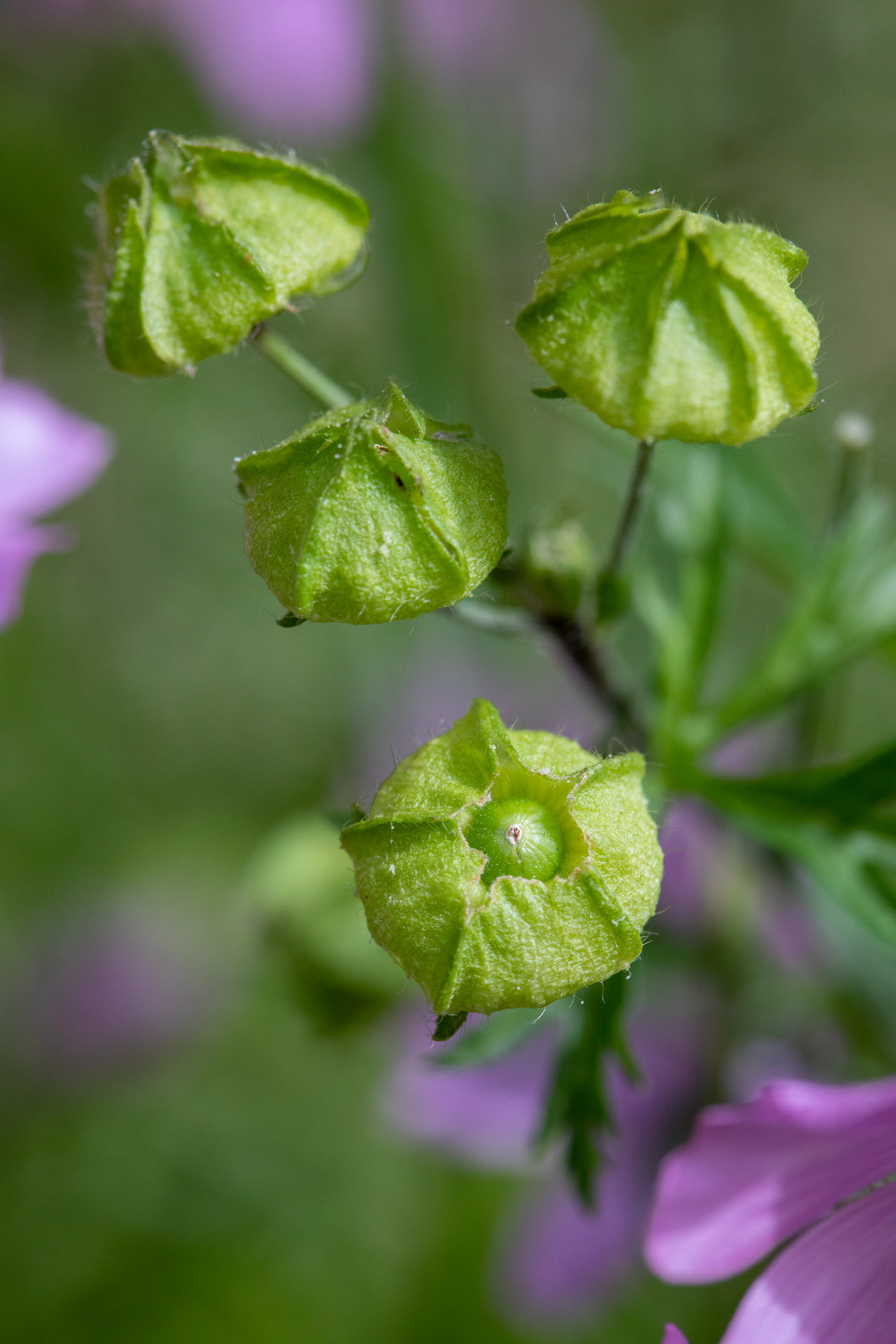Musk Mallow