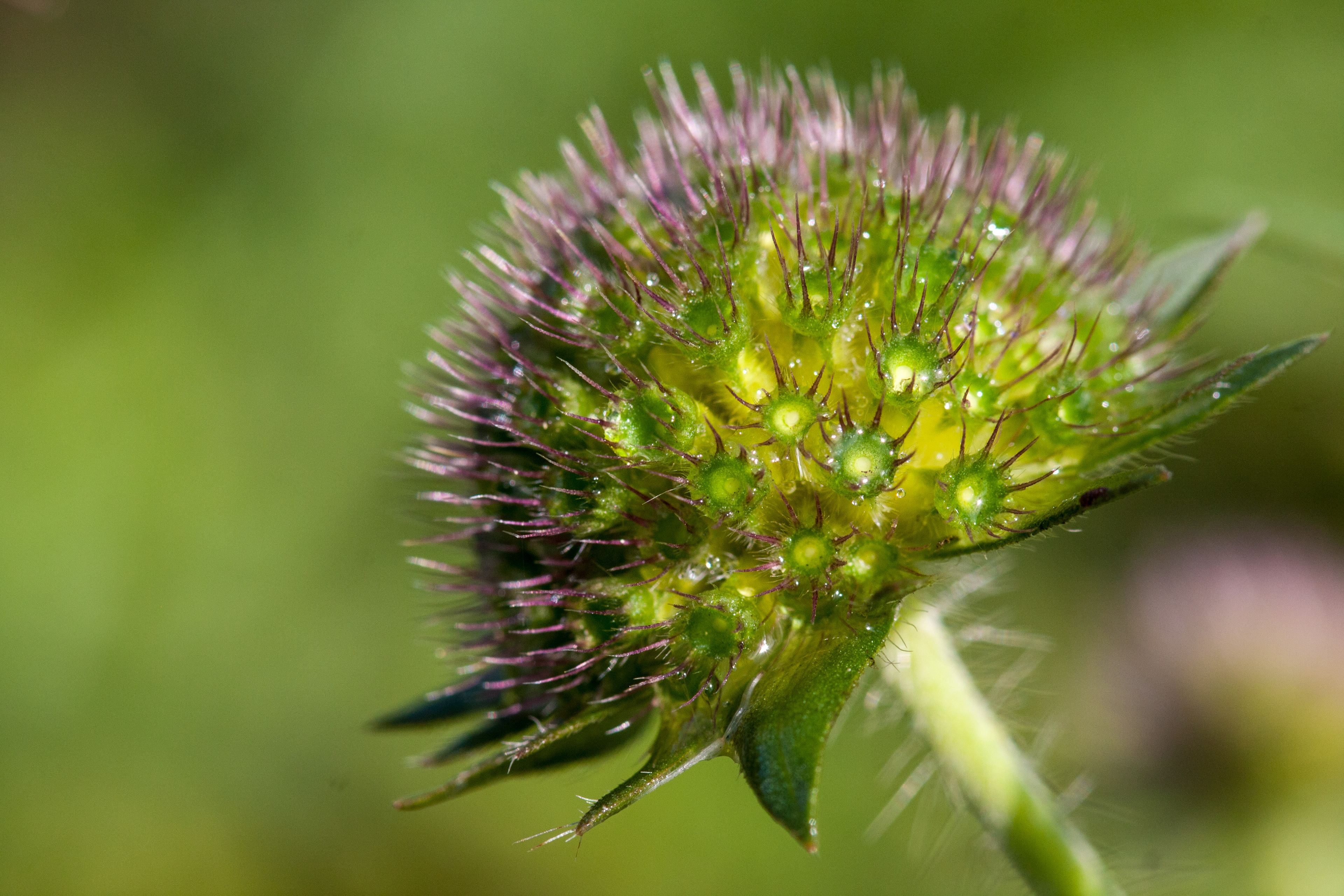 Field Scabious