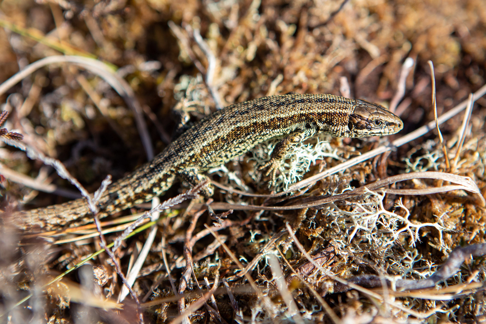 Common lizard at Cnoc Fola