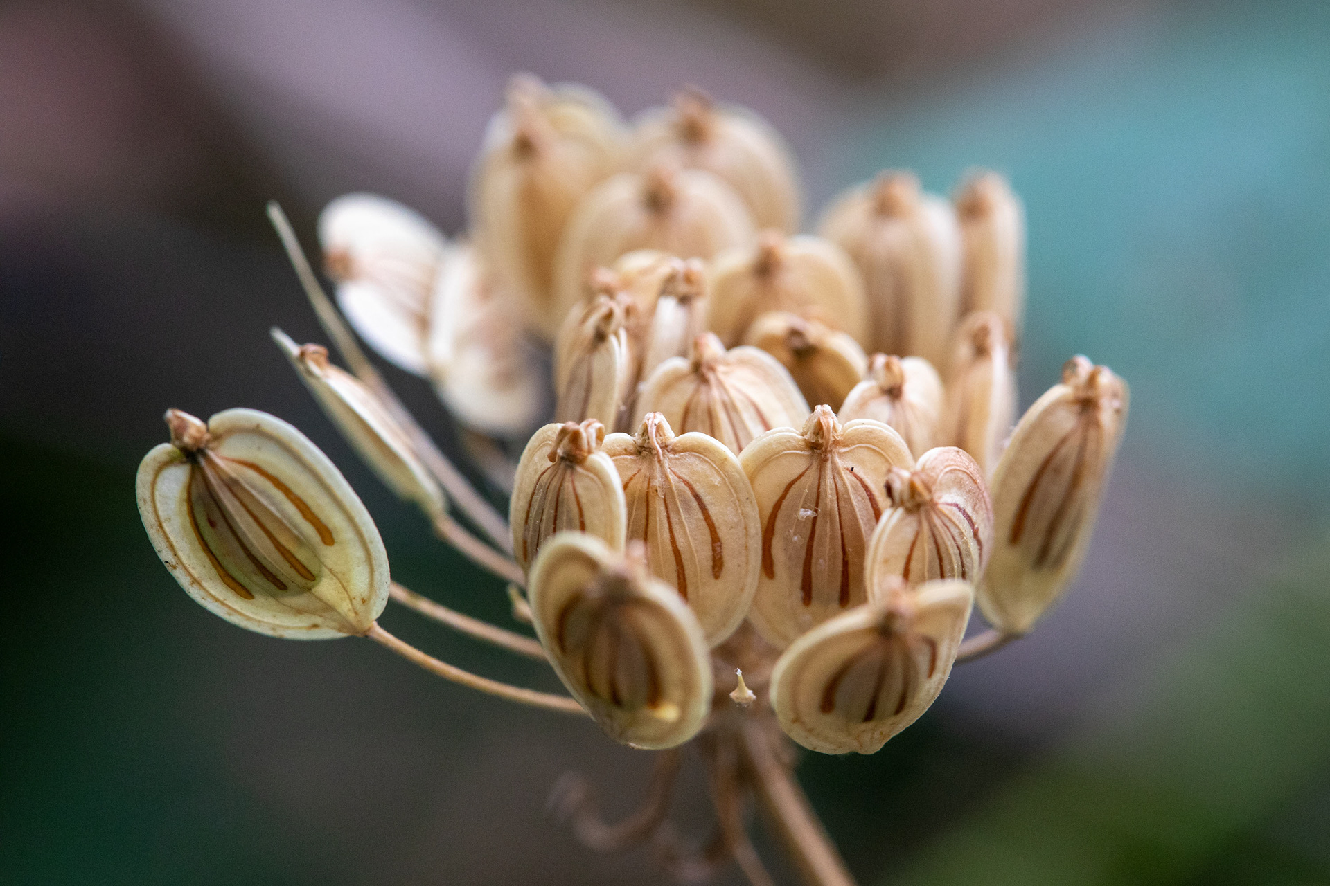 Hogweed seed head