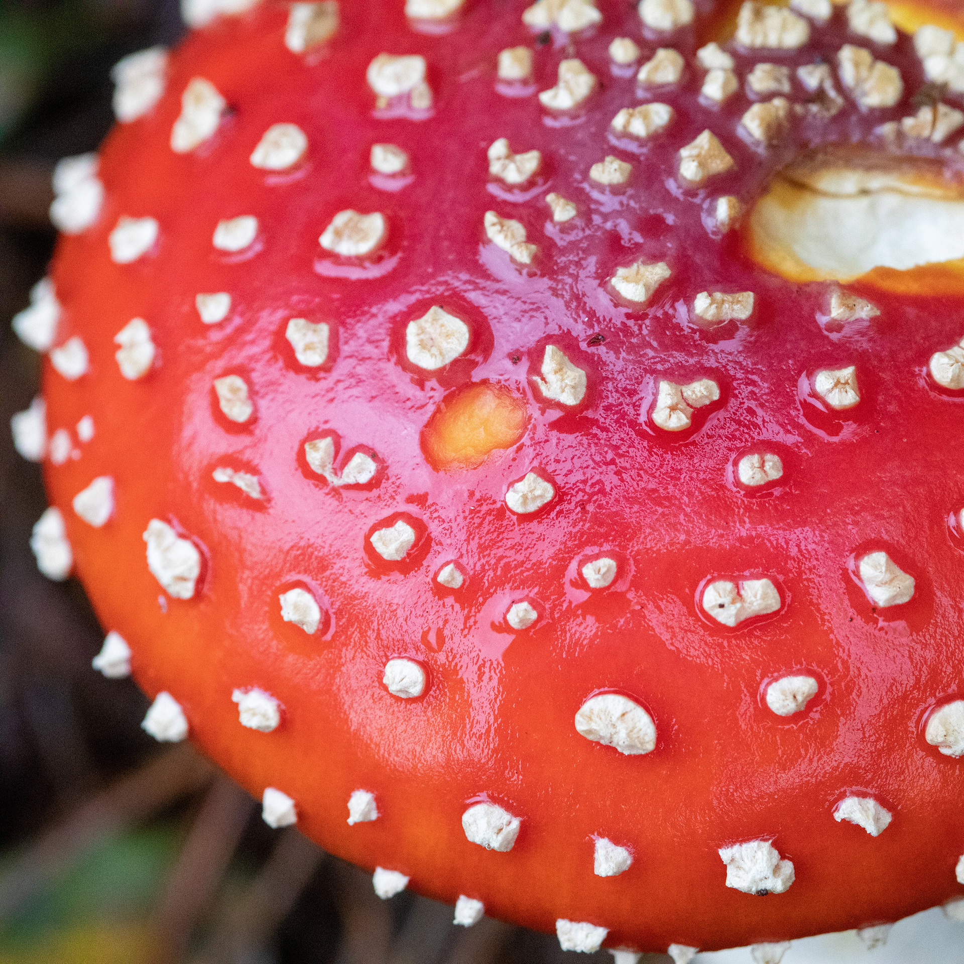 Fly Agaric