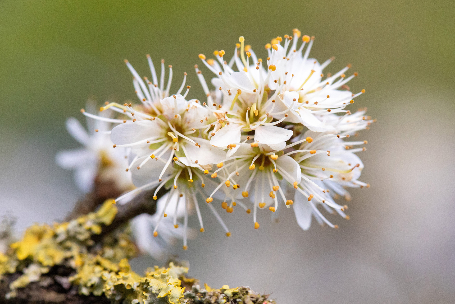 Blackthorn