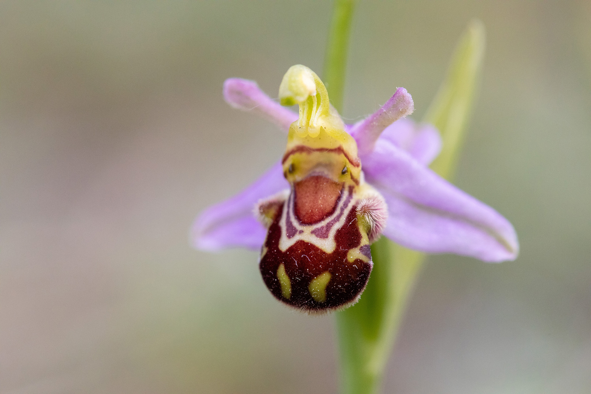 Bee Orchid