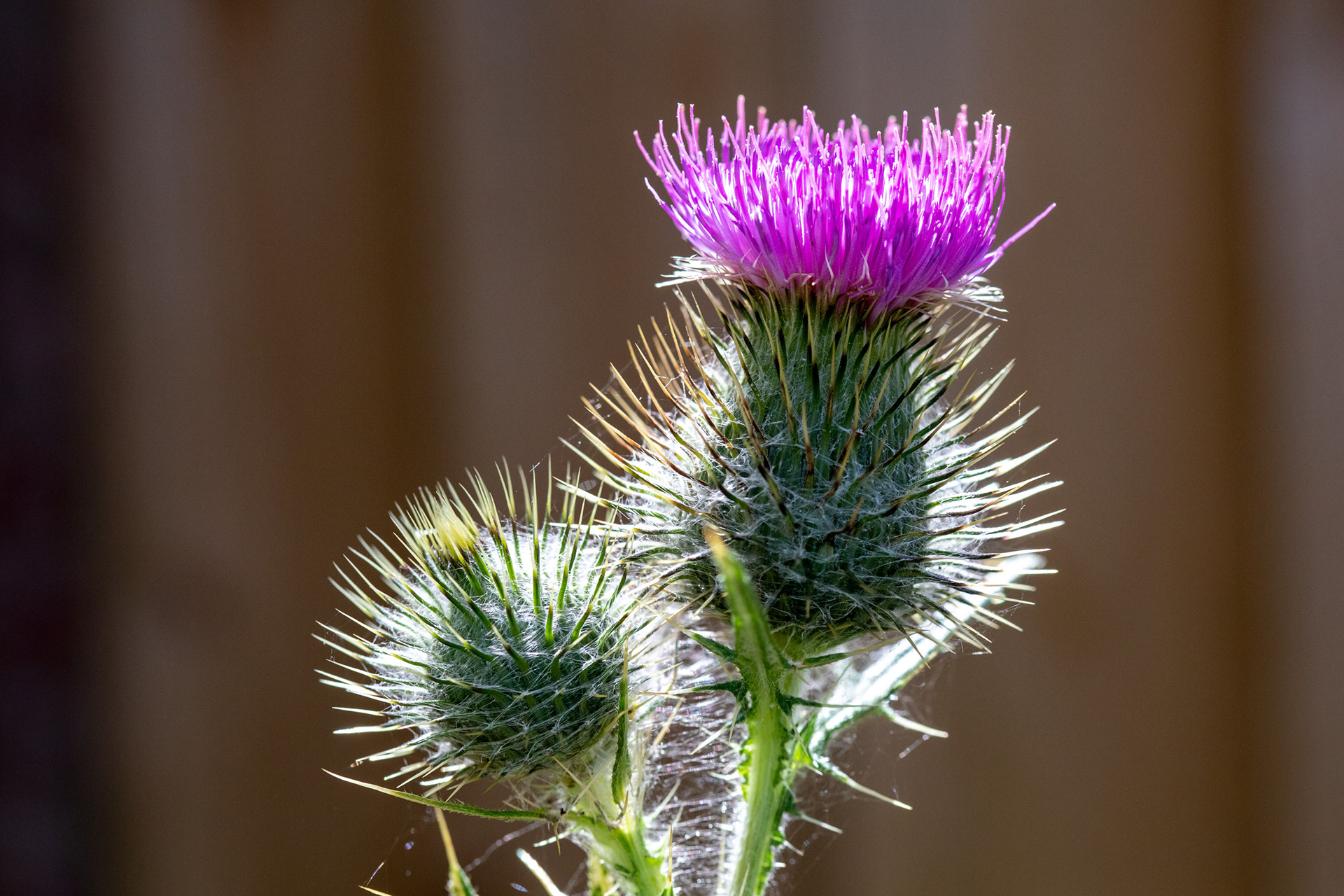 Thistle