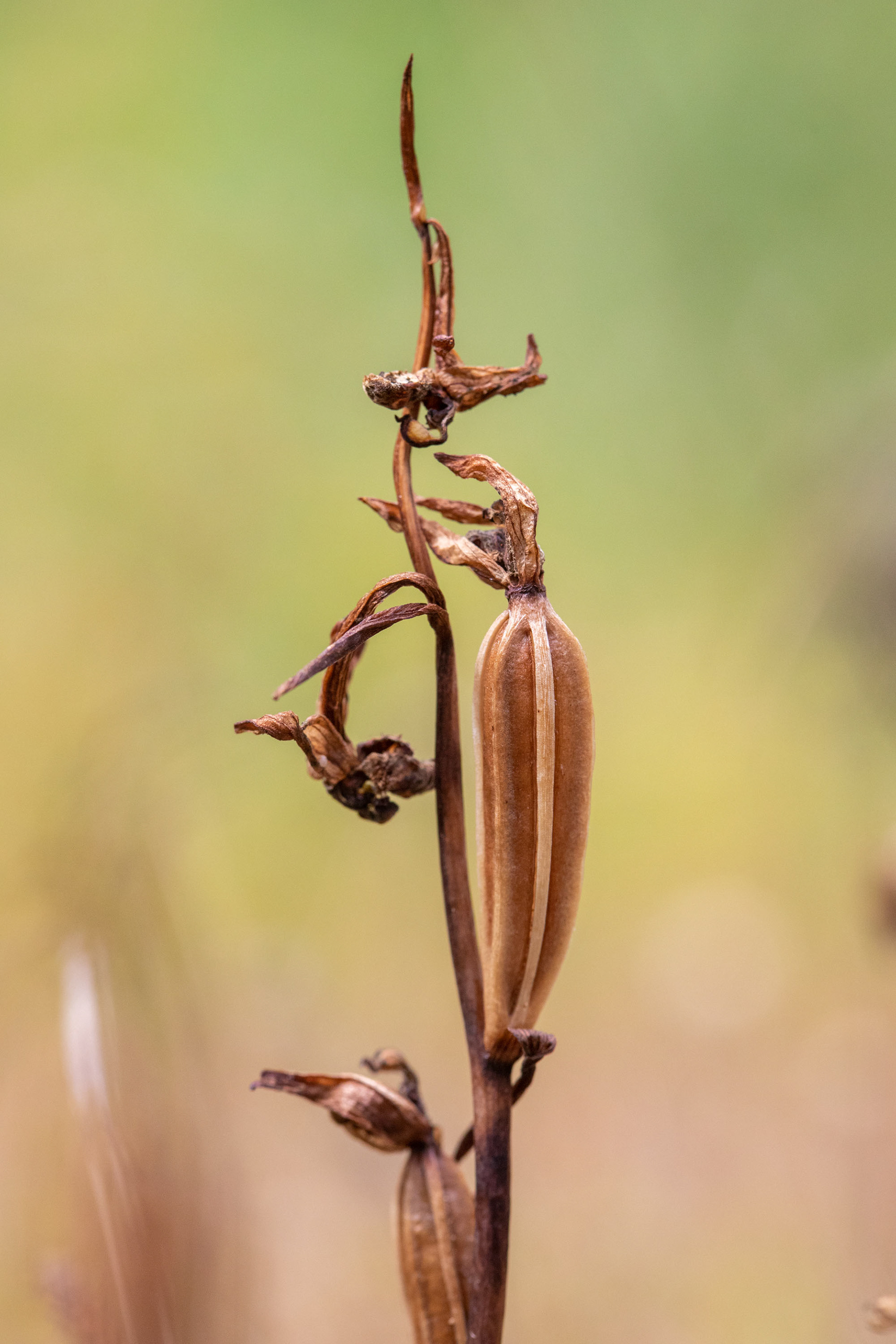 Bee Orchid Seed Pod