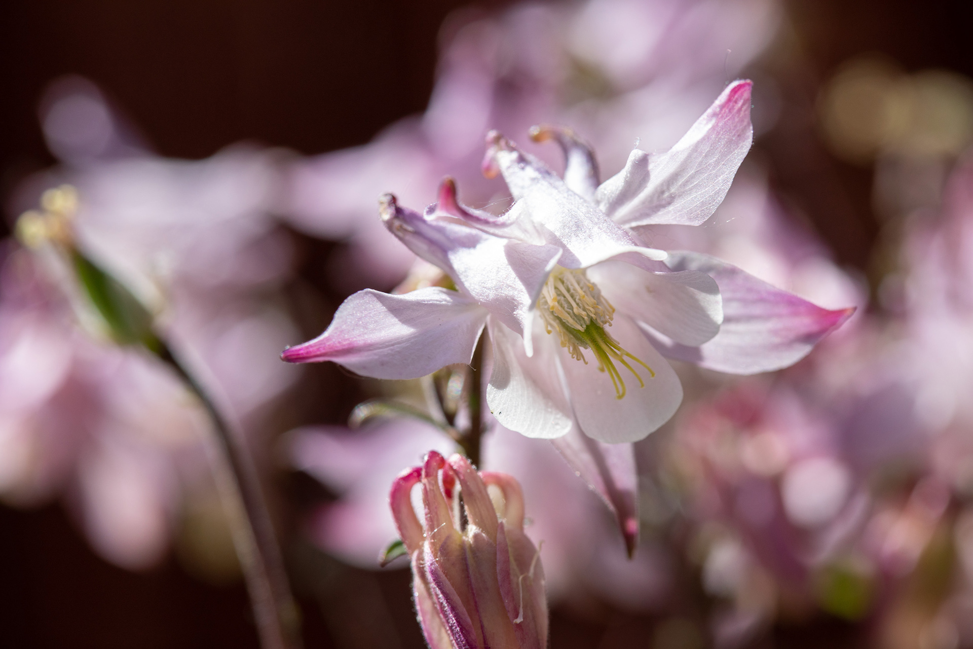 Columbine