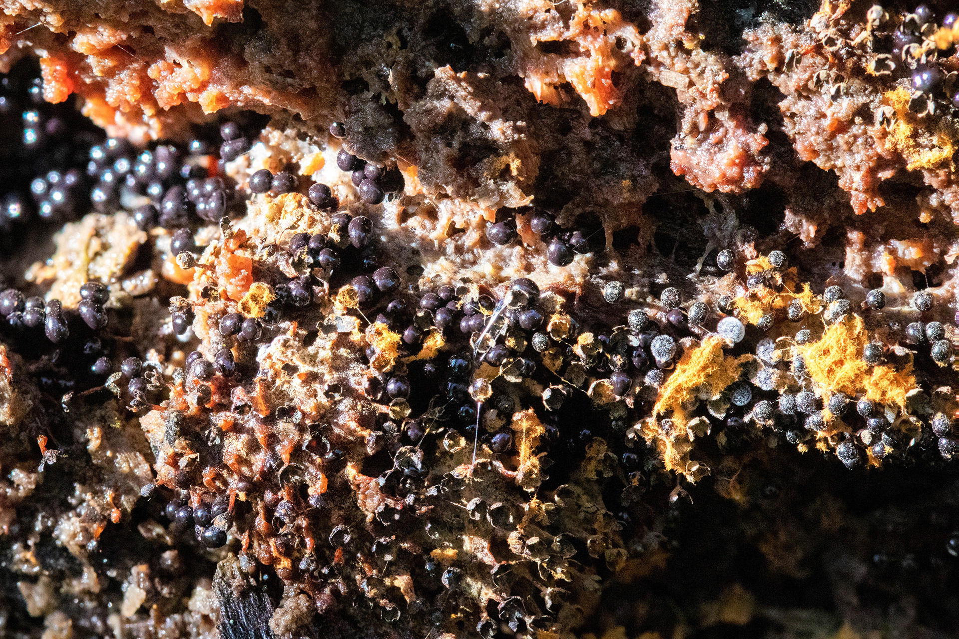 Slime Mould