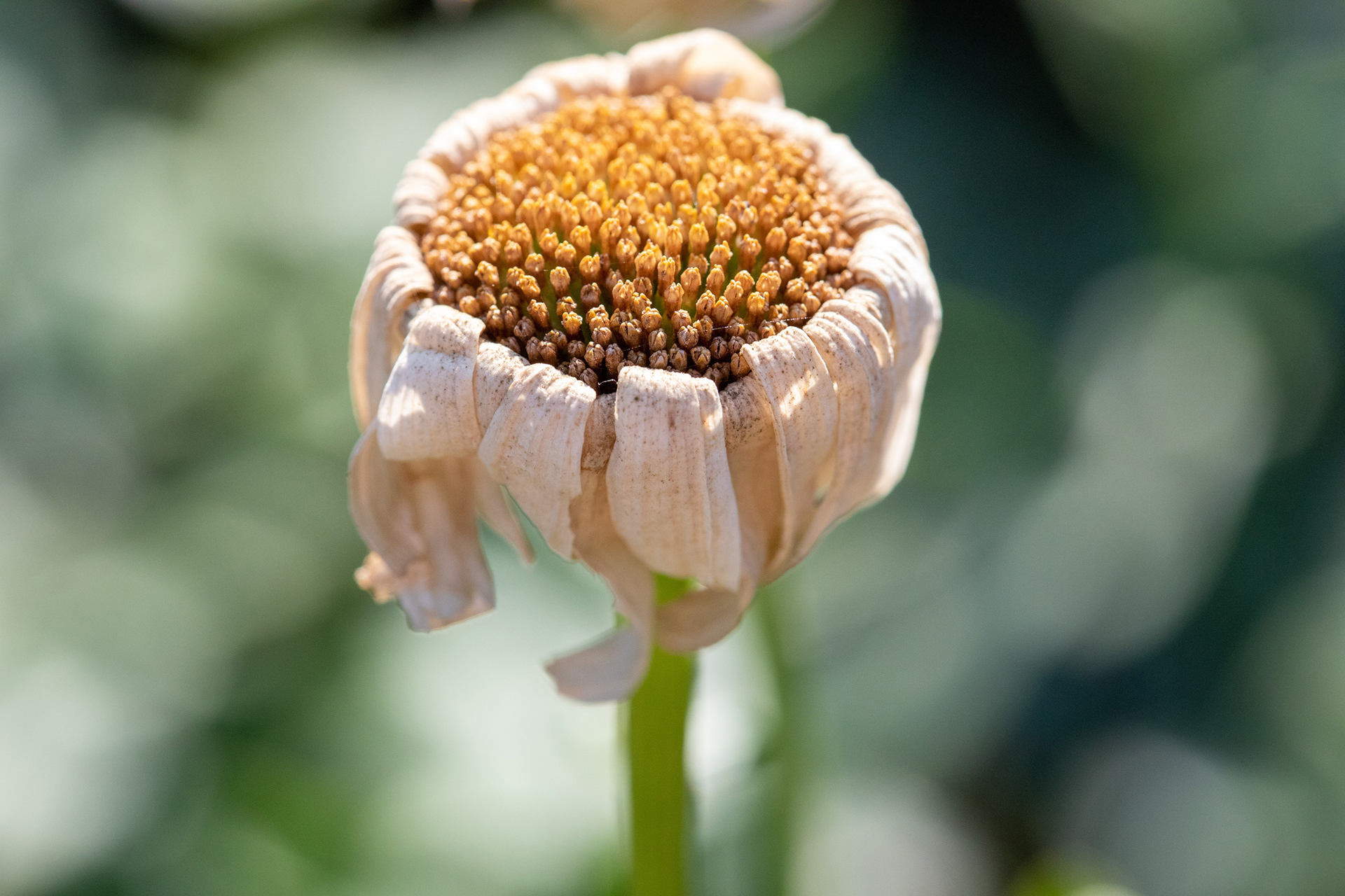 Ox-Eye Daisy