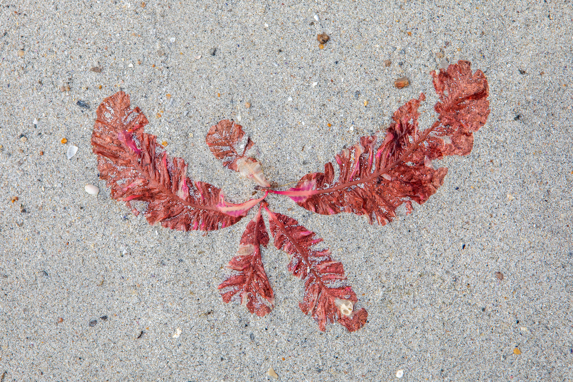 Seaweed at Carrickfinn