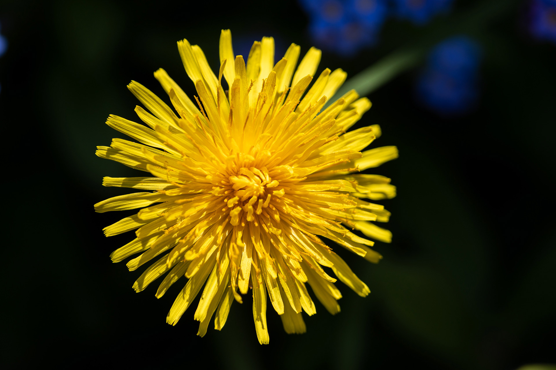 Dandelion