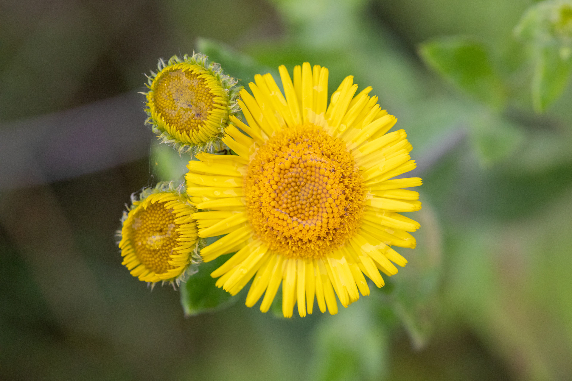 Fleabane
