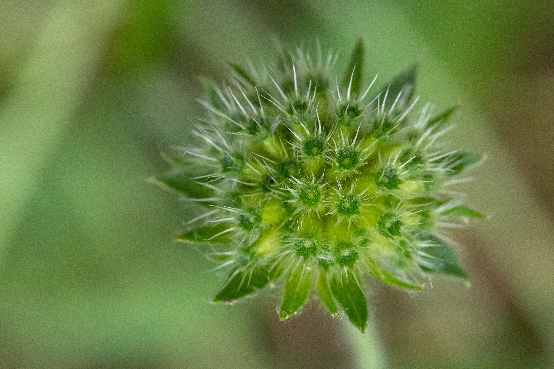 Field Scabious