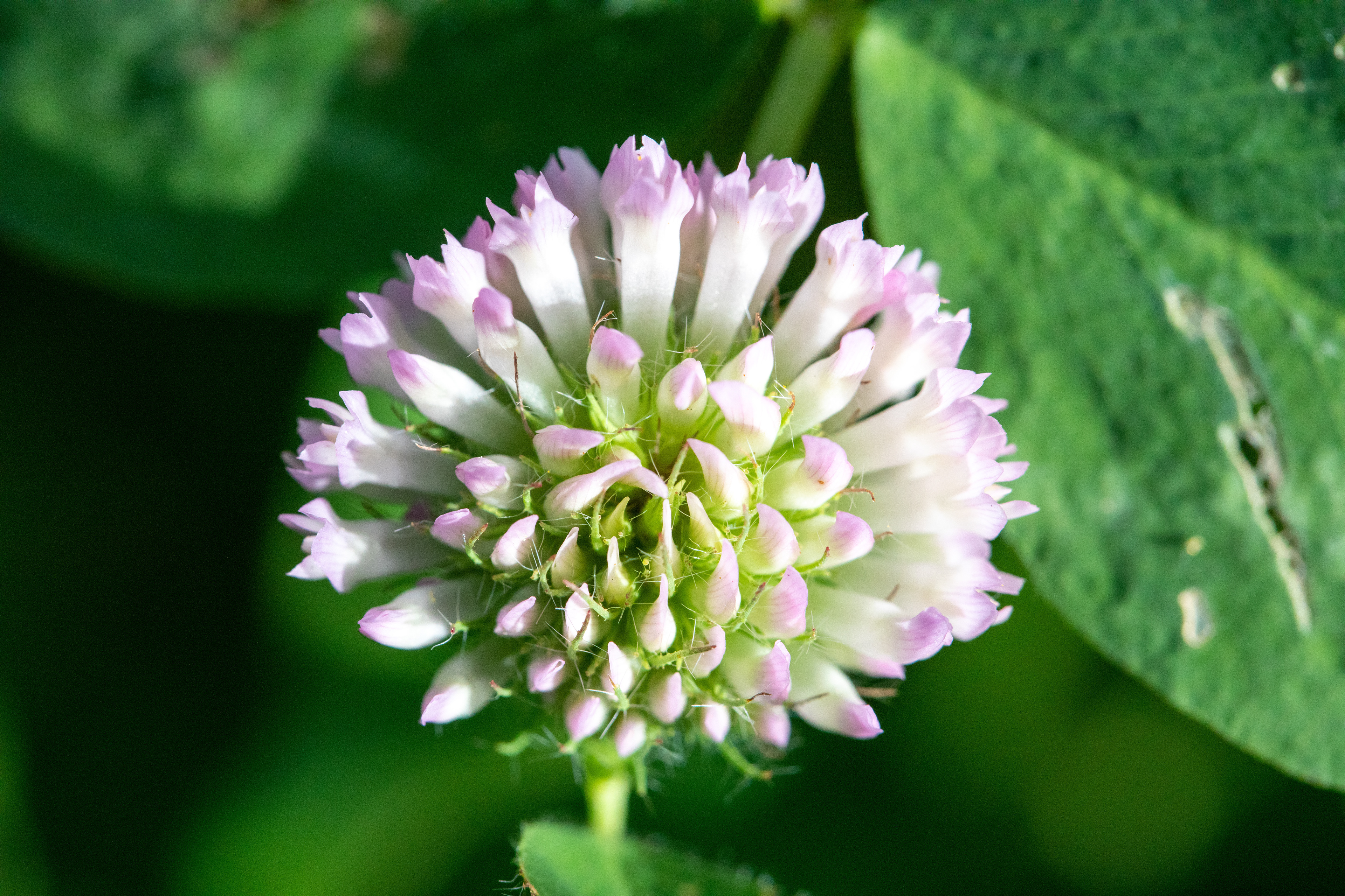 Red Clover