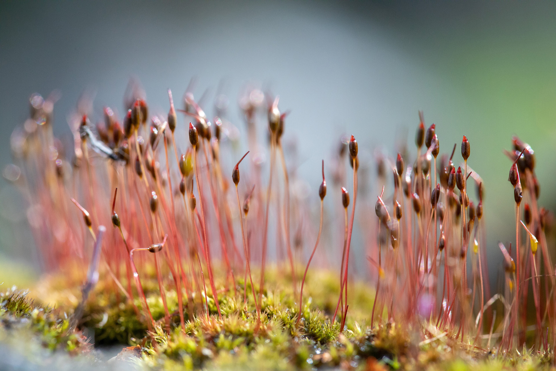 Moss