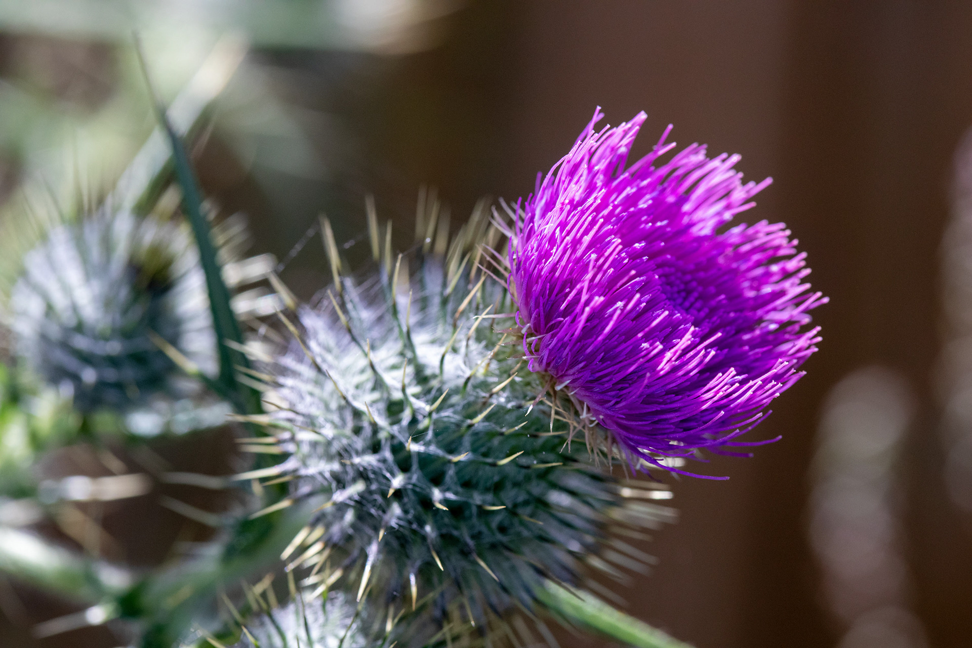 Thistle