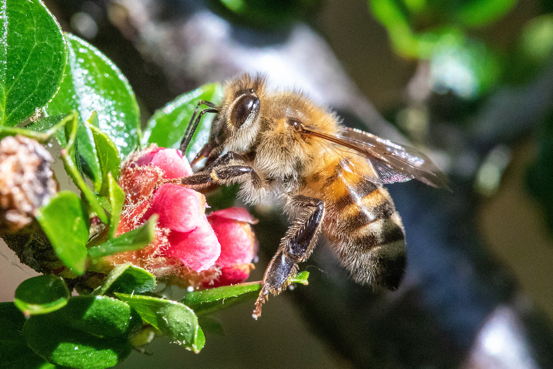 Honeybee
