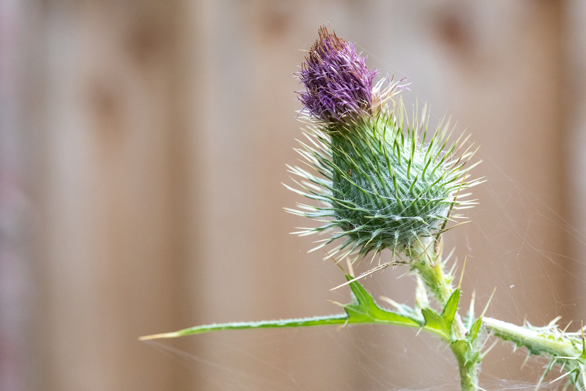 Spear Thistle