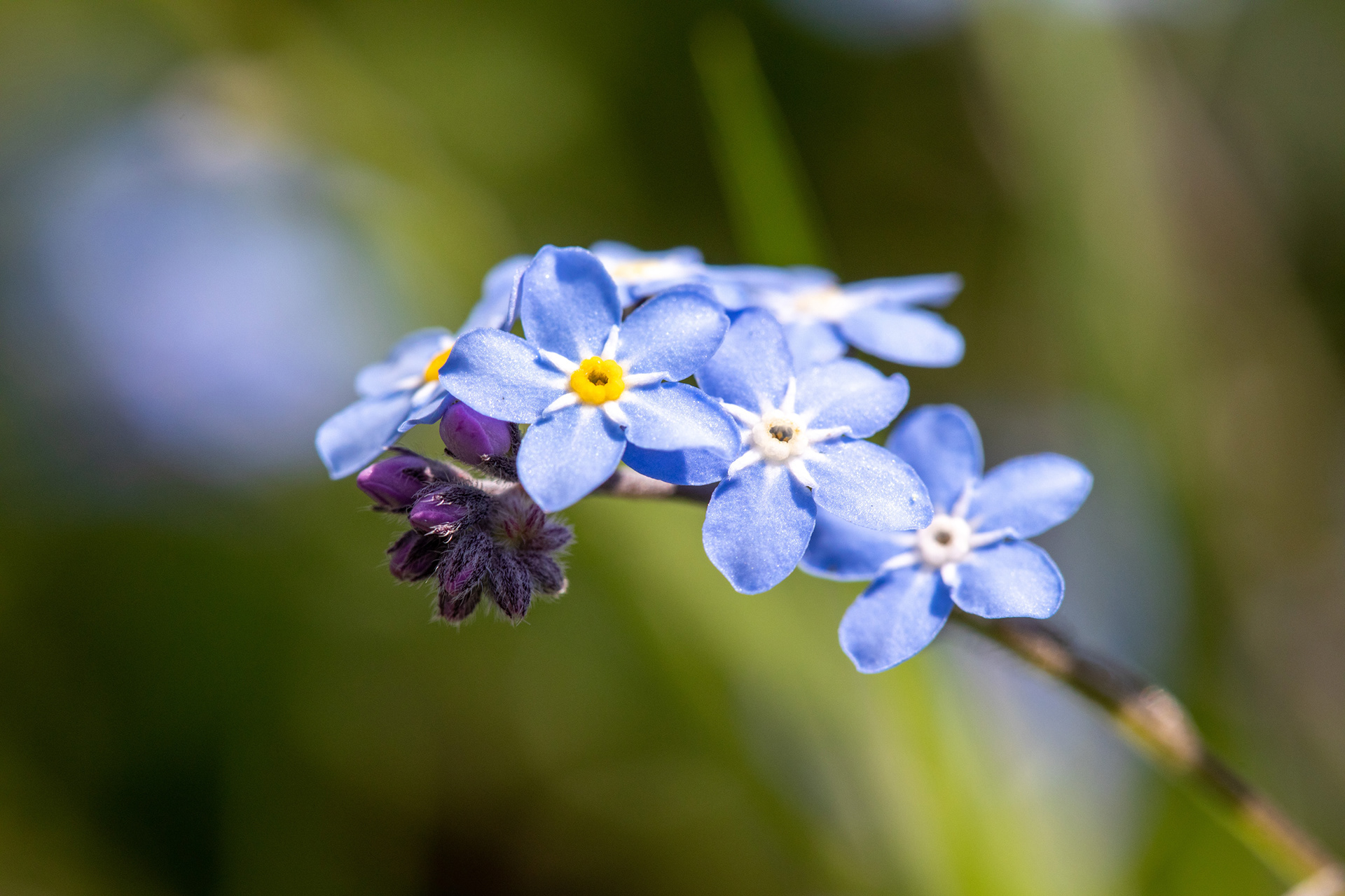 Forget Me Not