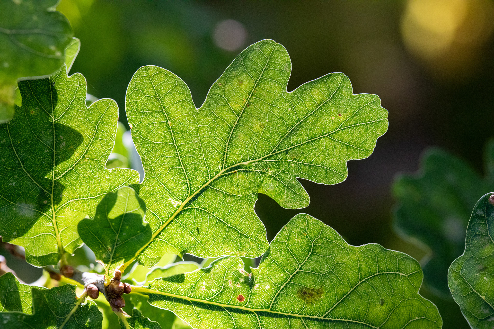 Oak