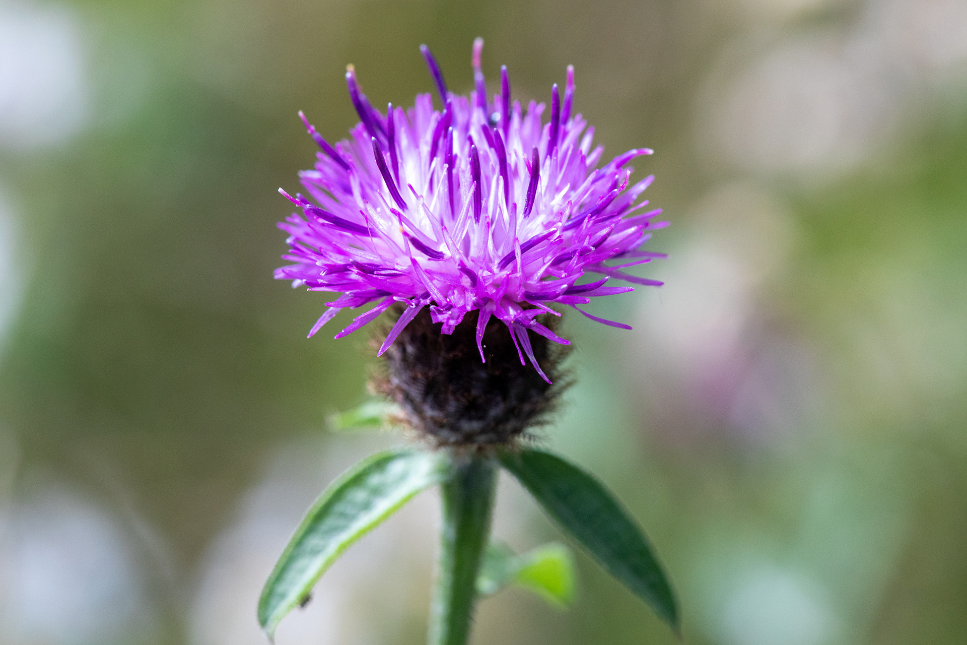 Knapweed
