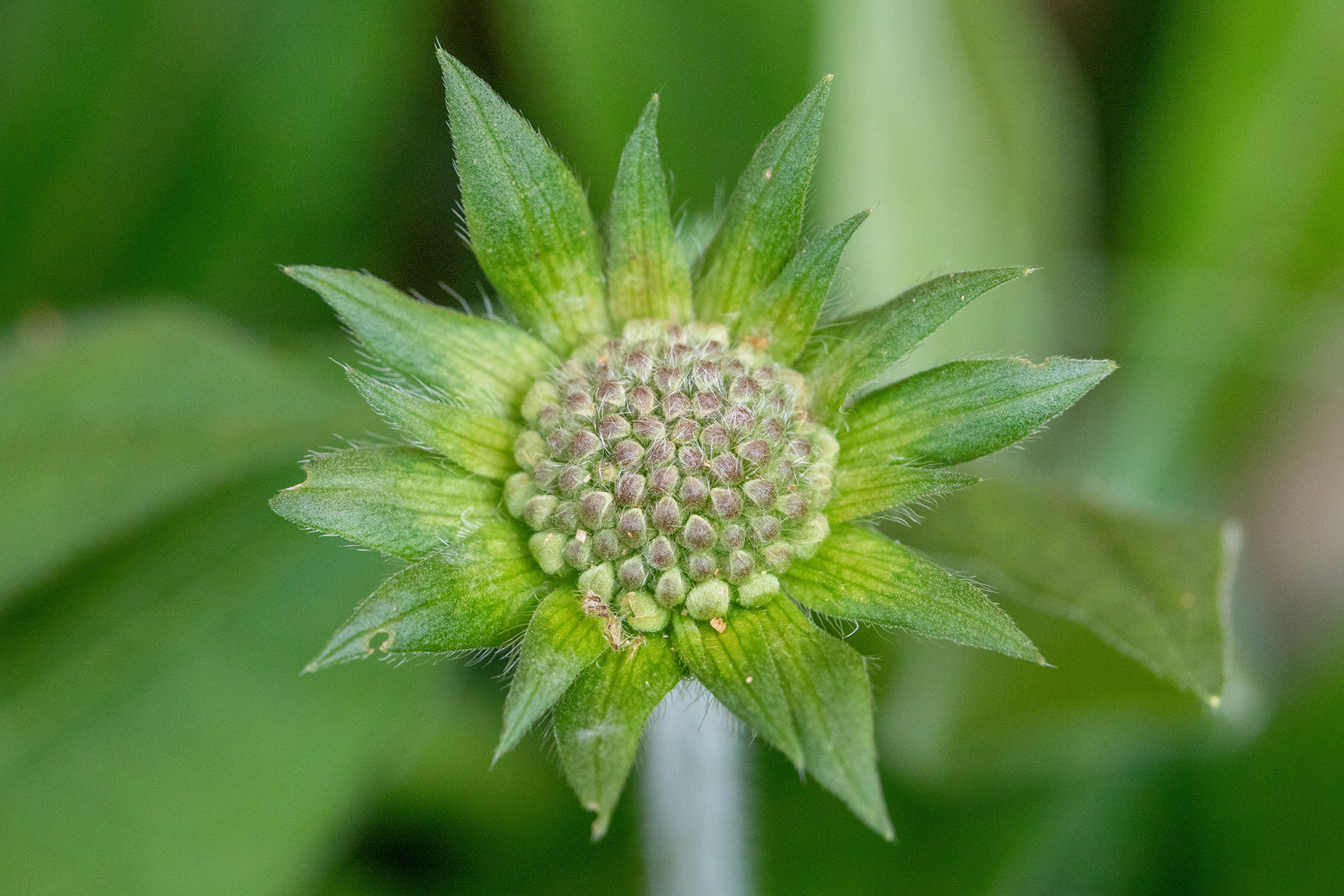 Field Scabious