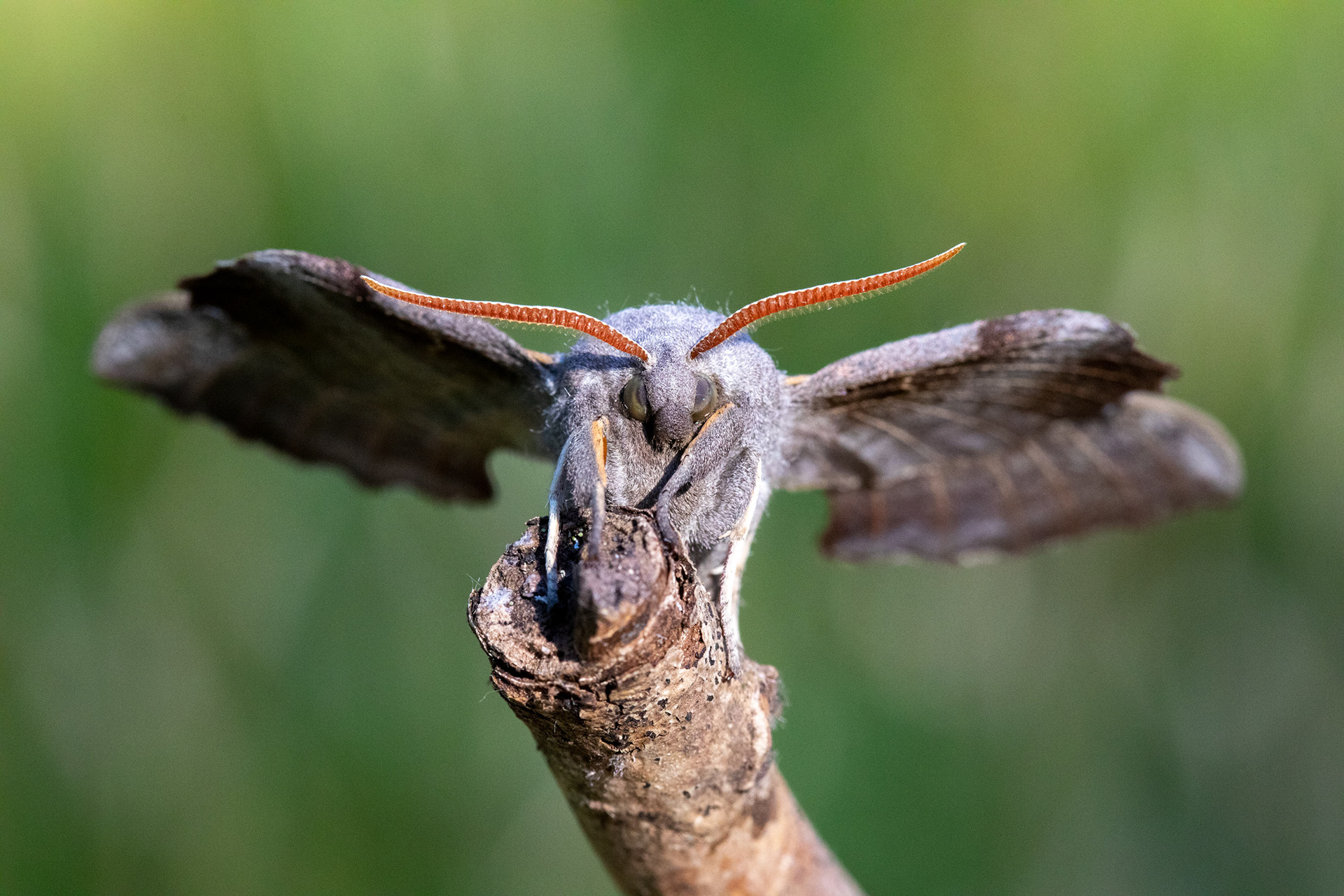 Poplar Hawk Moth