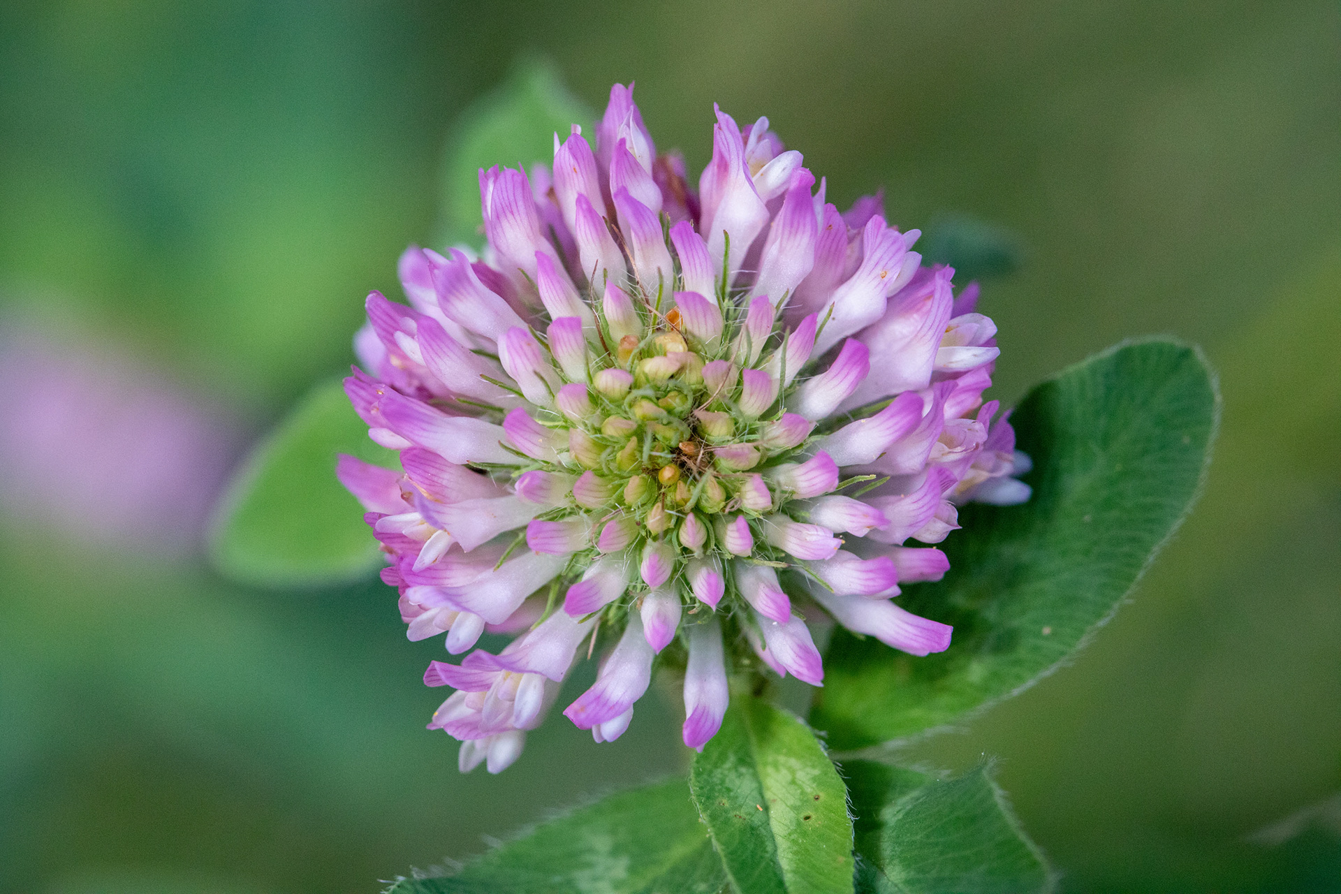 Red clover