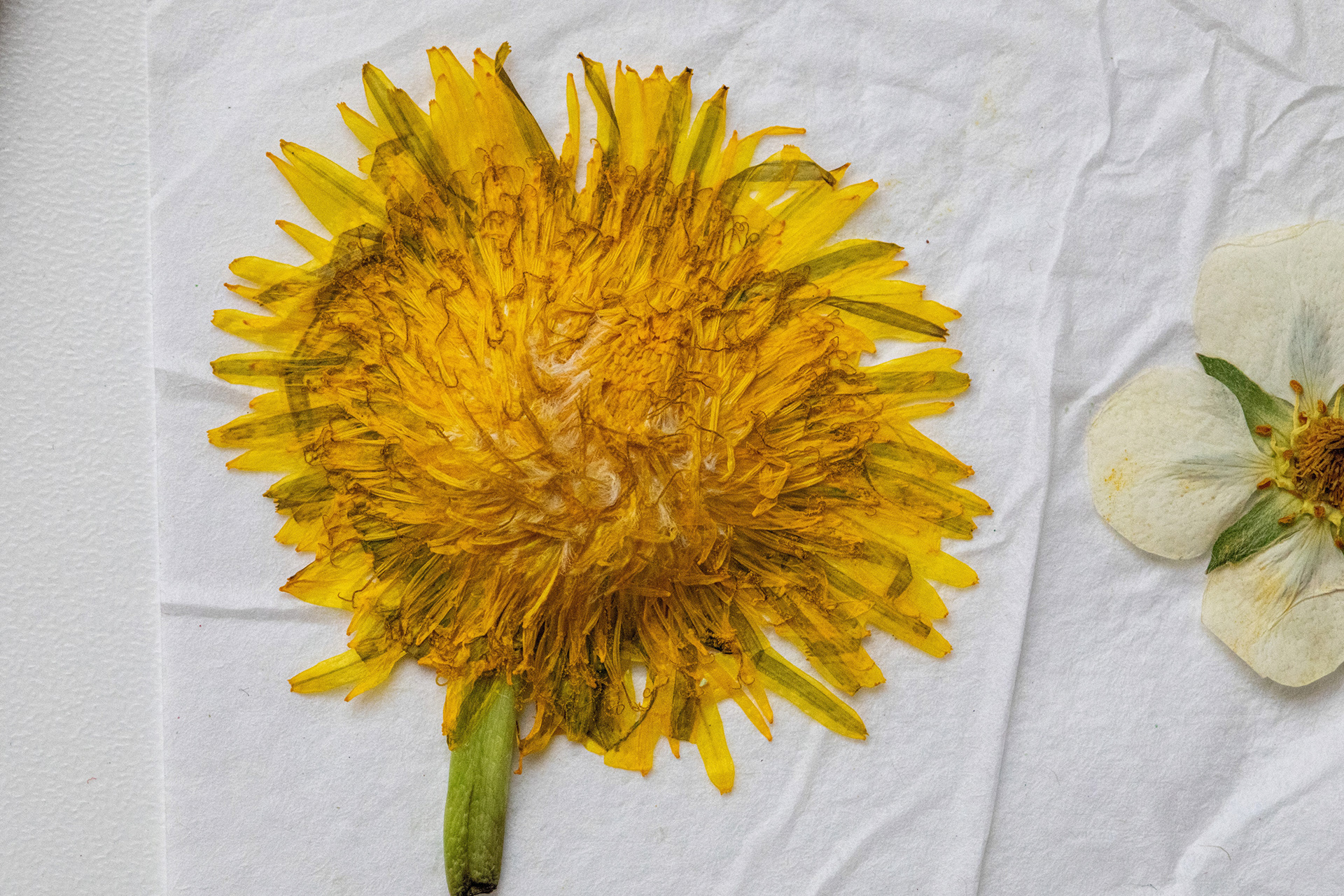 Dandelion