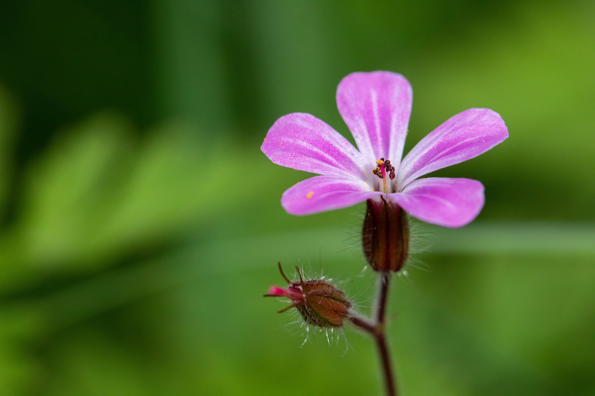 Herb Robert