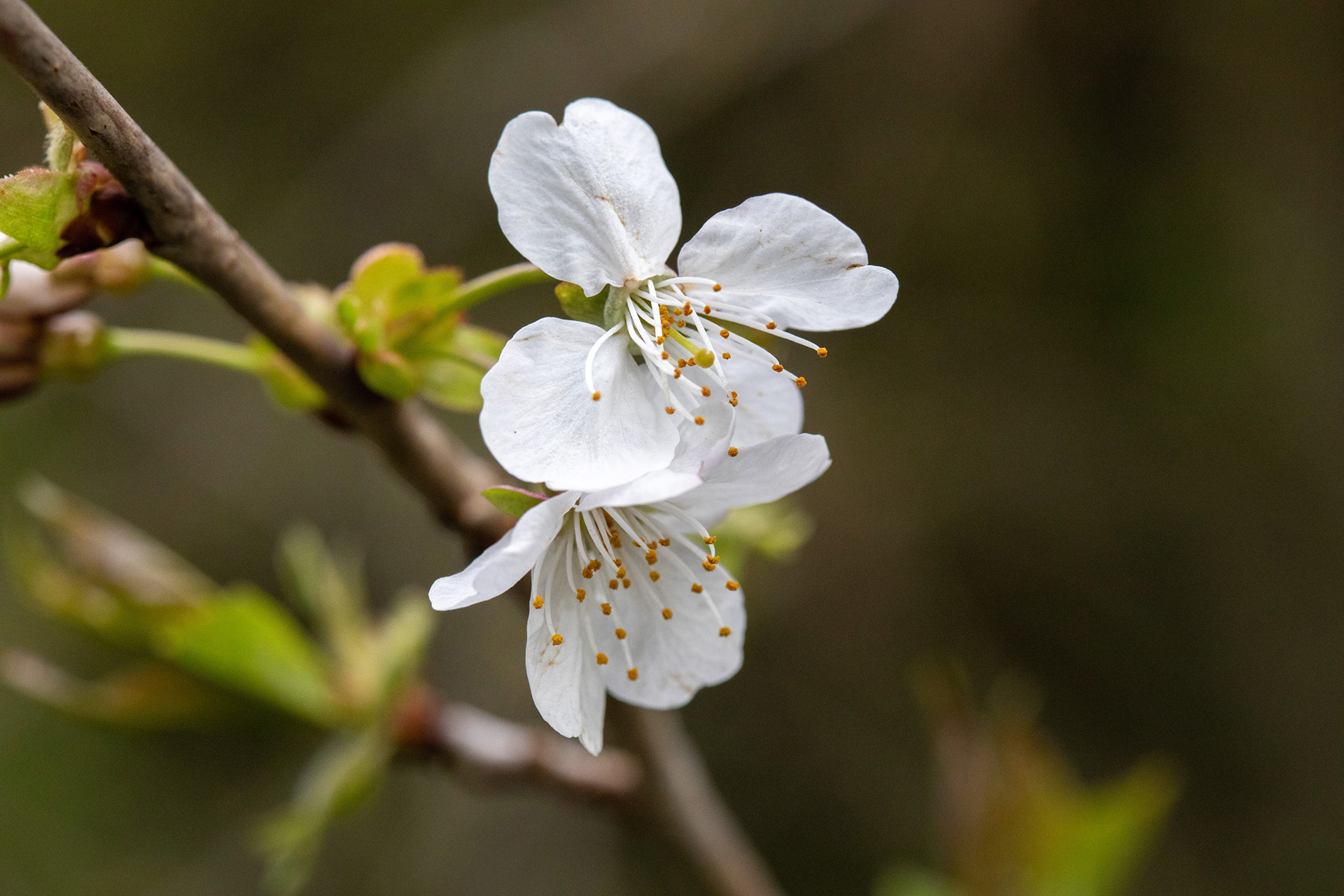 Blackthorn