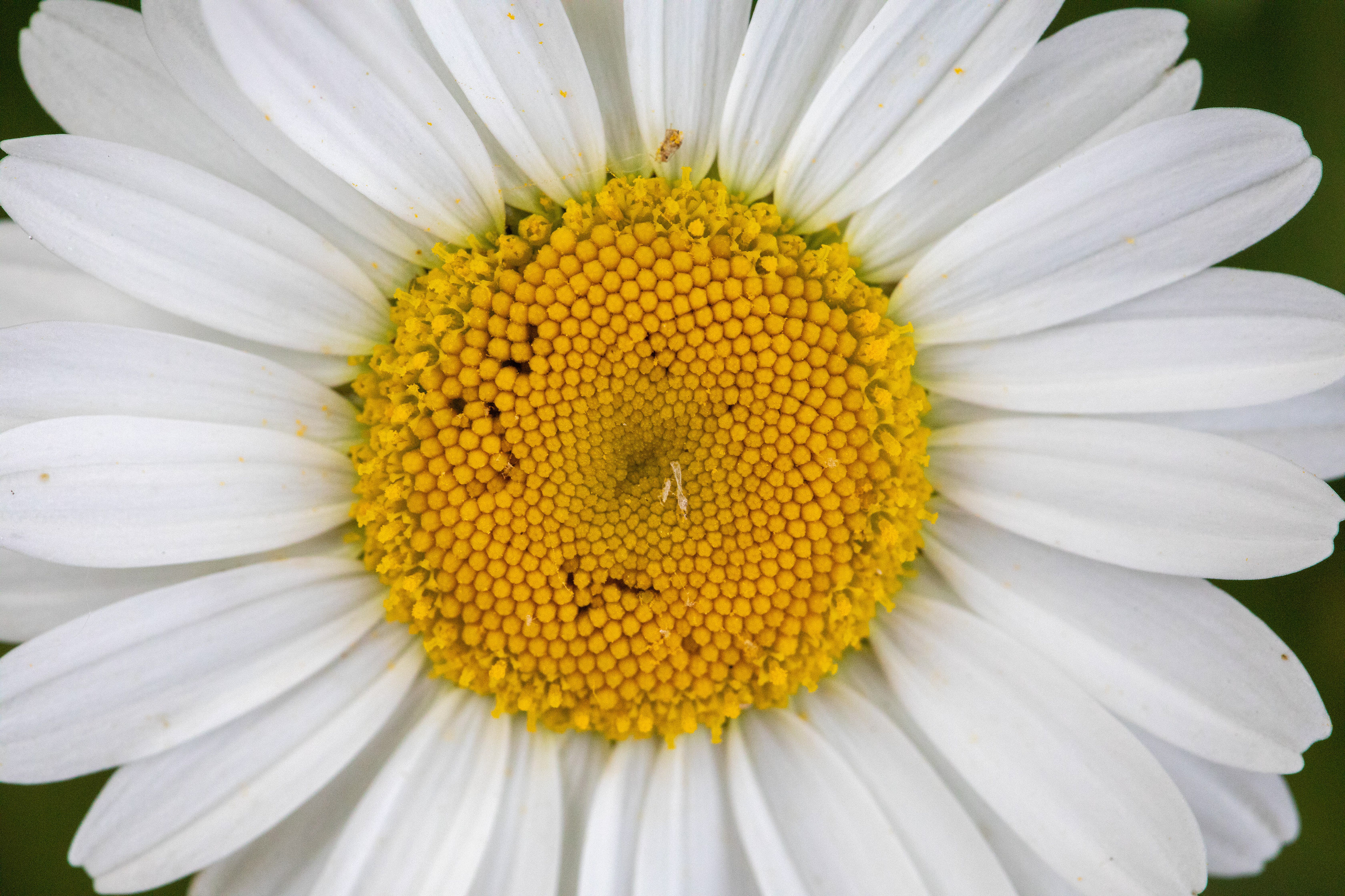 Ox-Eye Daisy