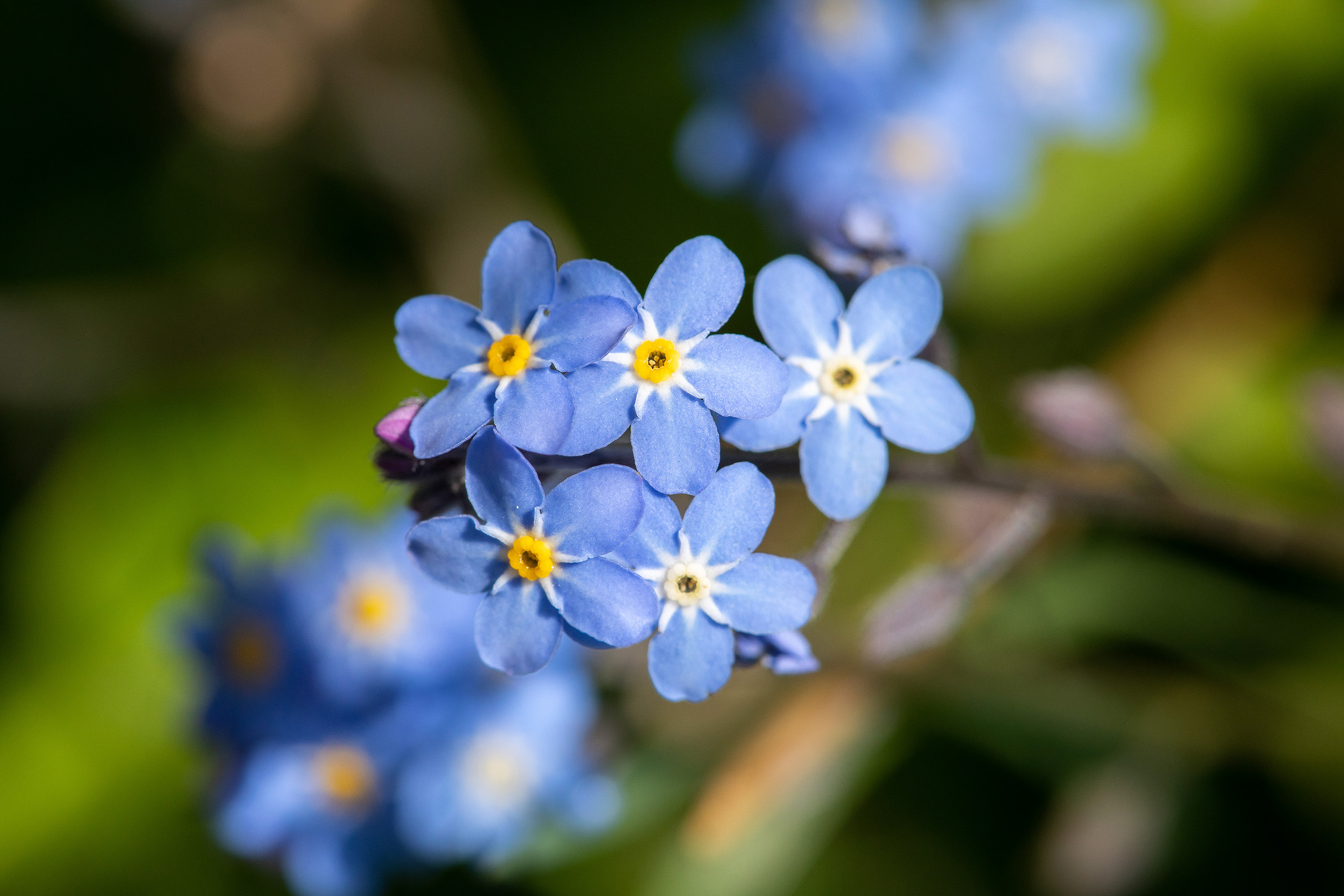 Forget-Me-Nots