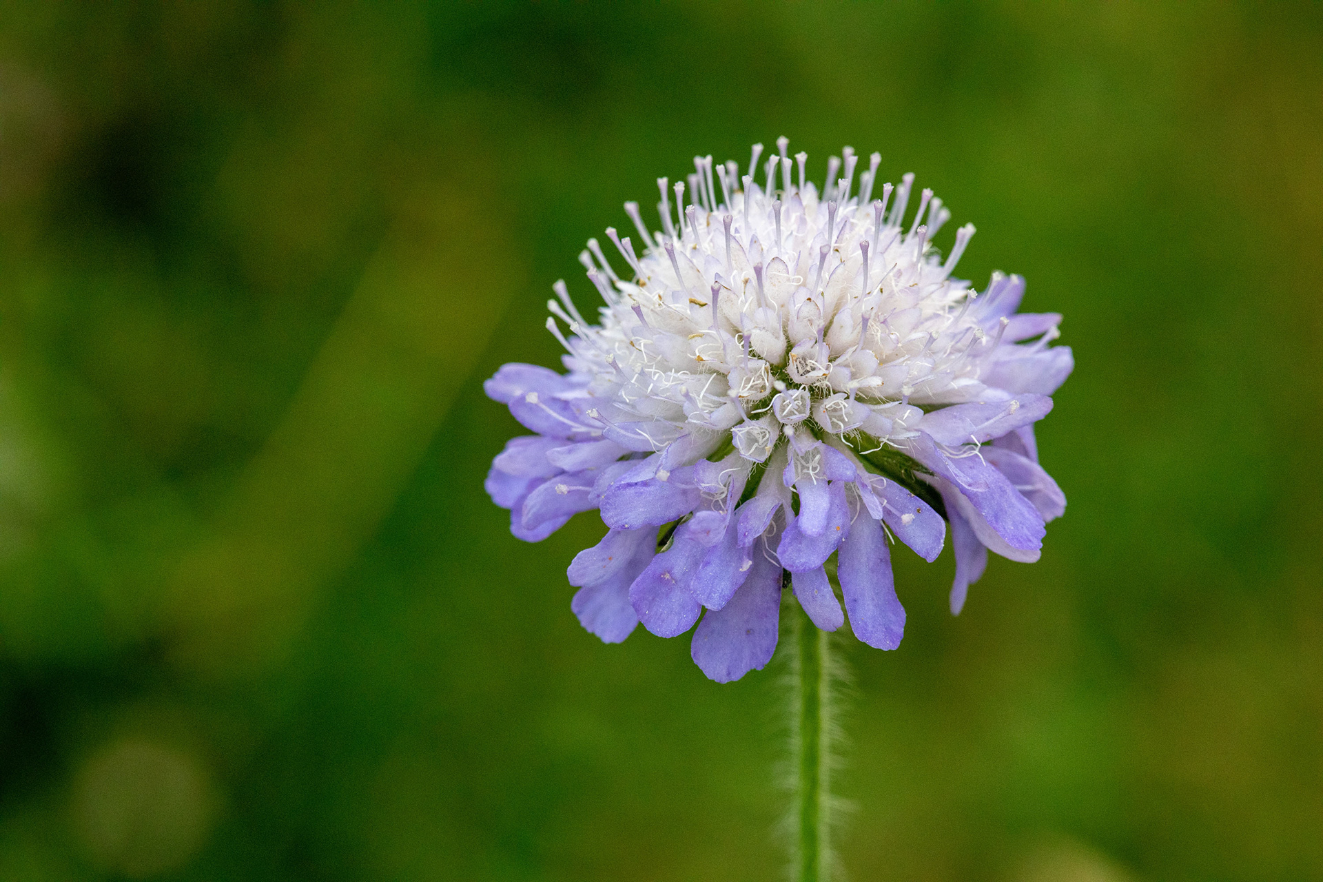 Scabious