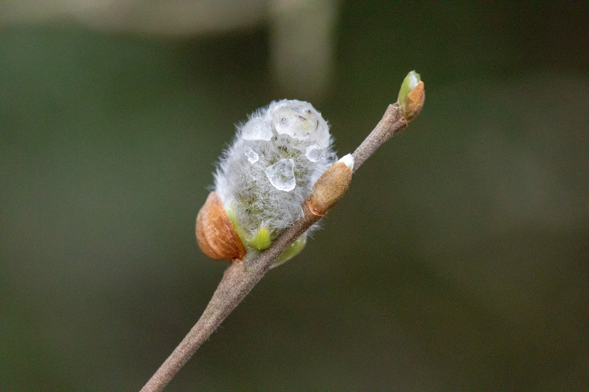 Pussy Willow