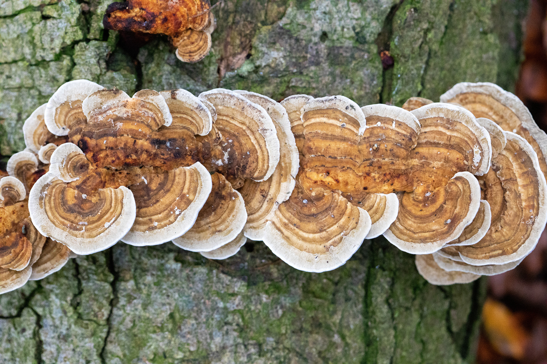 Turkey Tail