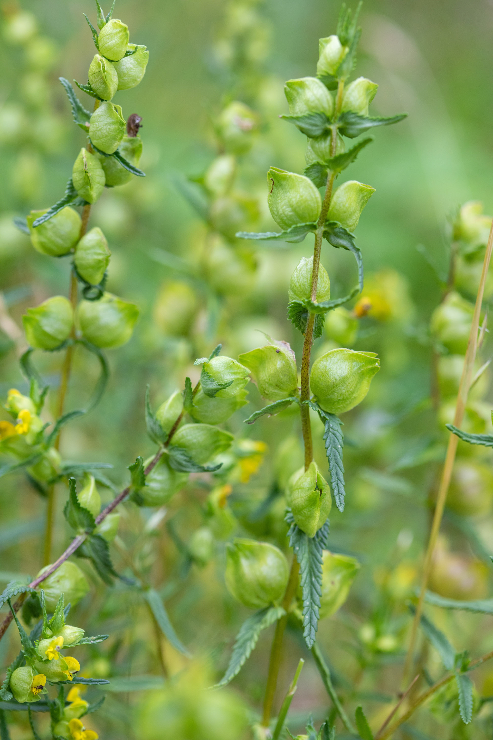 Yellow rattle