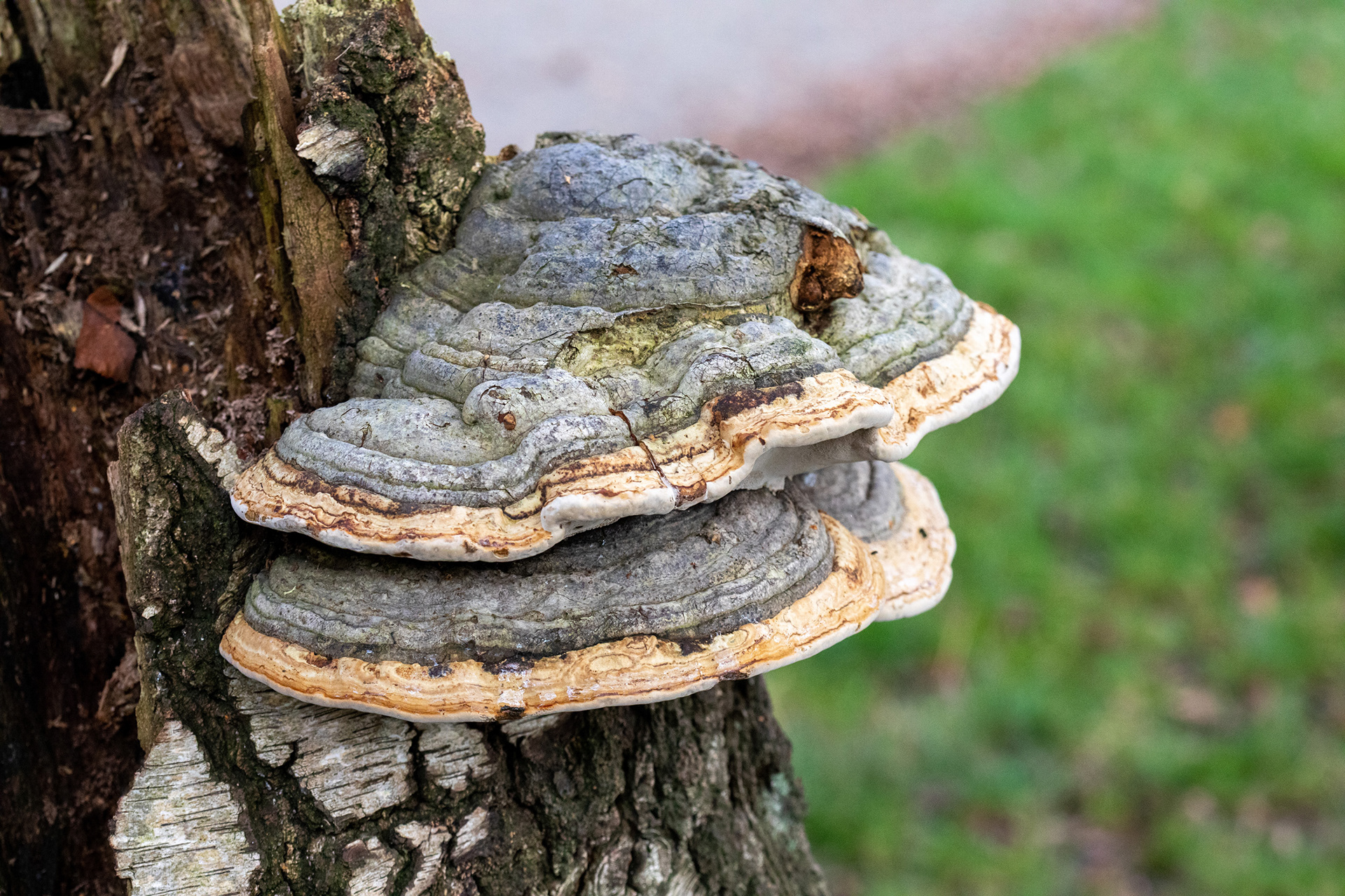 Hoof Fungus