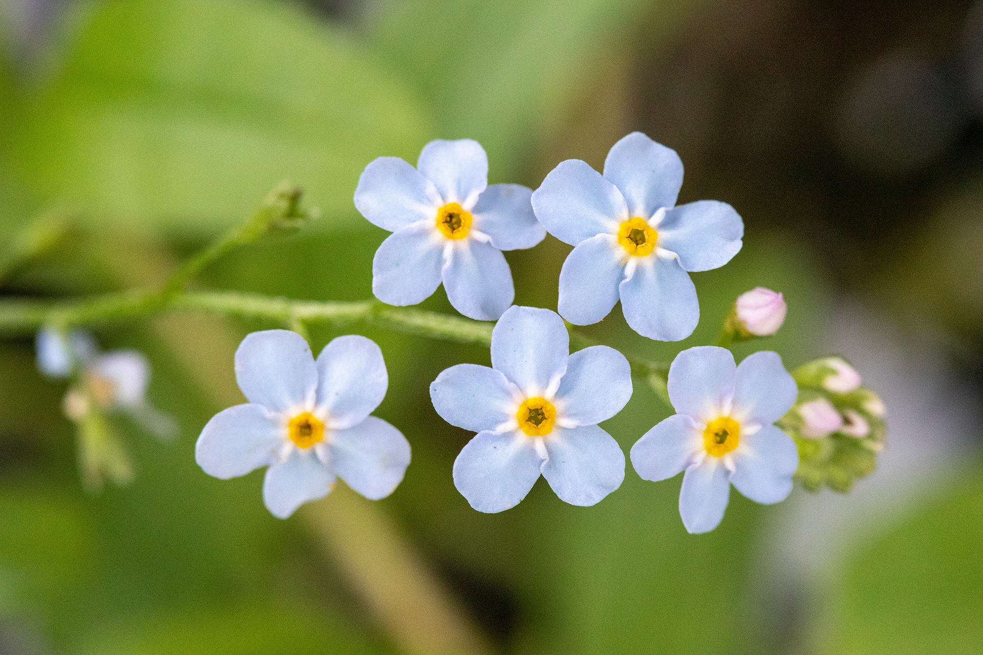 Forget-Me-Not